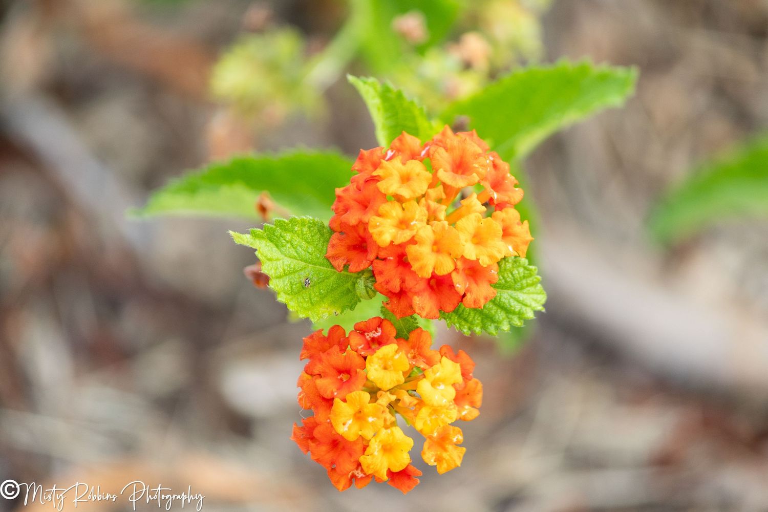 Vibrant orange and yellow lantana flowers in full bloom with green leaves against a blurred natural background.