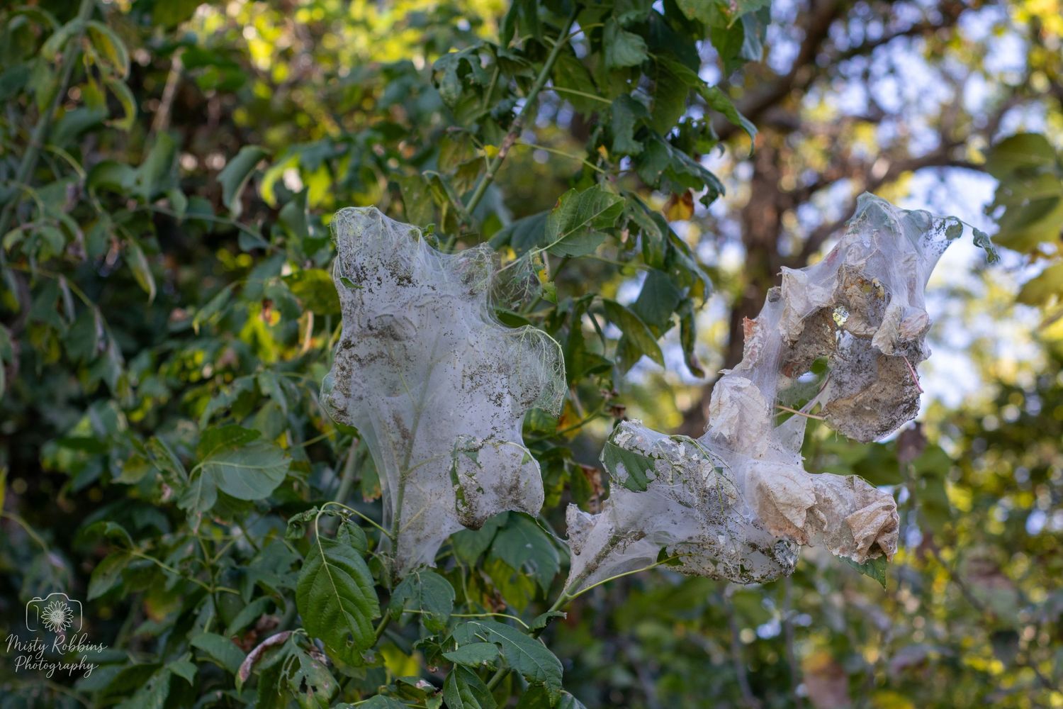 Fluffy white cotton-like seed pods bursting open on tree branches against green foliage in natural sunlight.
