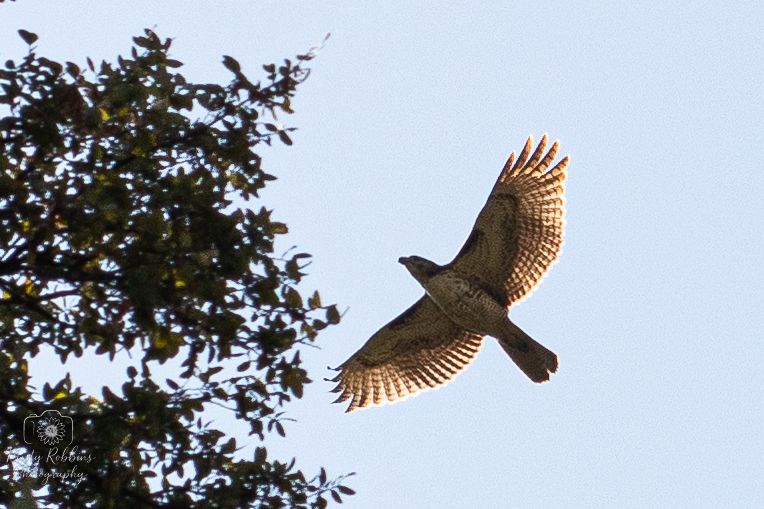 A hawk soars through the sky with outstretched wings against a backdrop of tree branches.