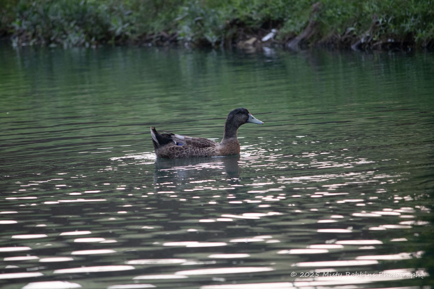 A dark-colored duck swims peacefully in calm green water, creating gentle ripples on the surface.