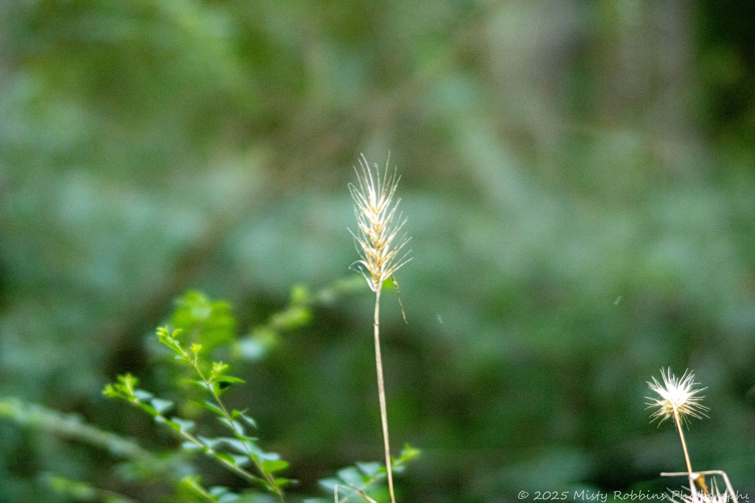 Tall grass seed heads swaying in the breeze against a soft blurred green background in natural sunlight.