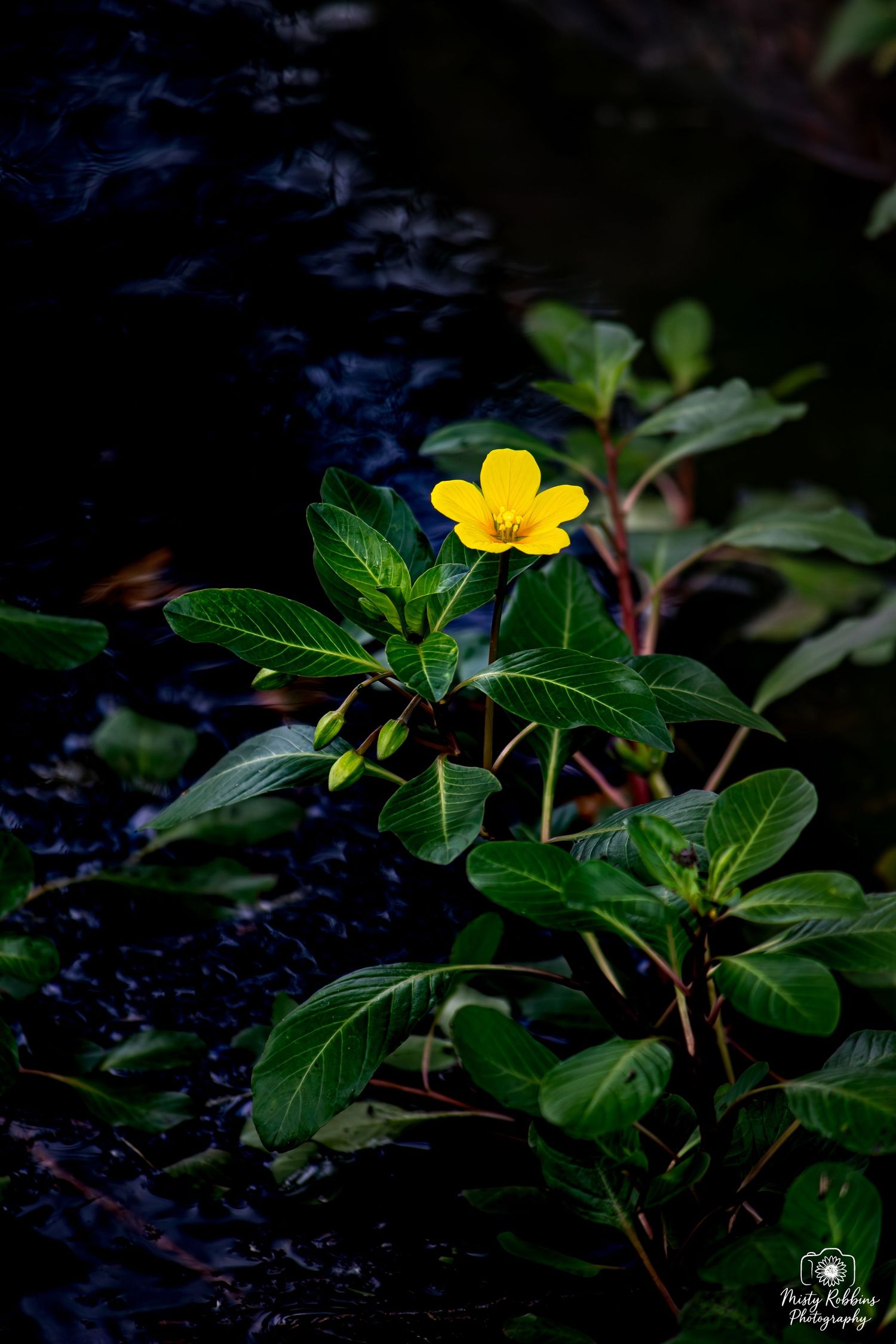 A vibrant yellow flower blooms among lush green leaves beside dark flowing water in a nature photography shot.