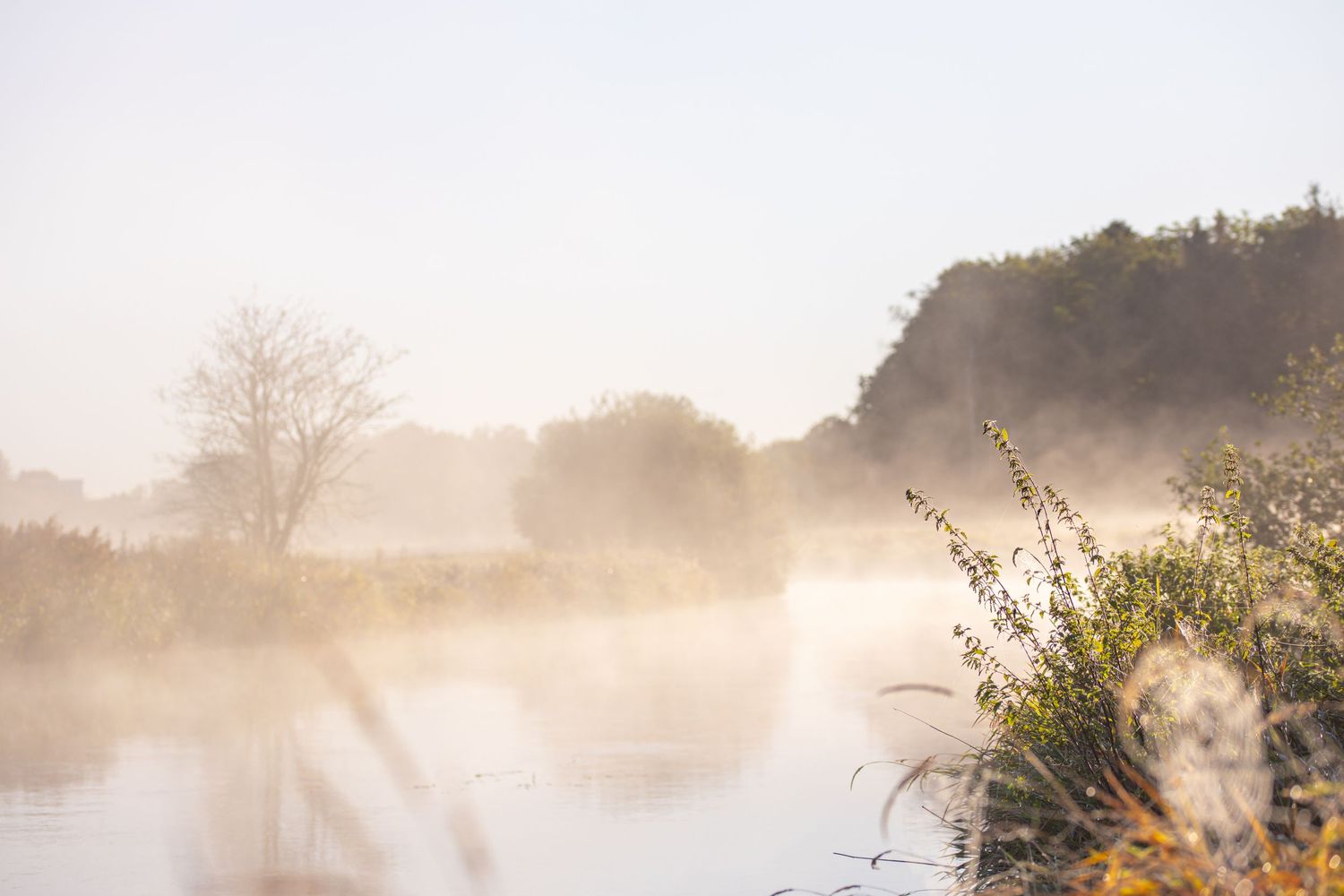 Ethereal misty morning landscape with golden sunlight filtering through trees.
