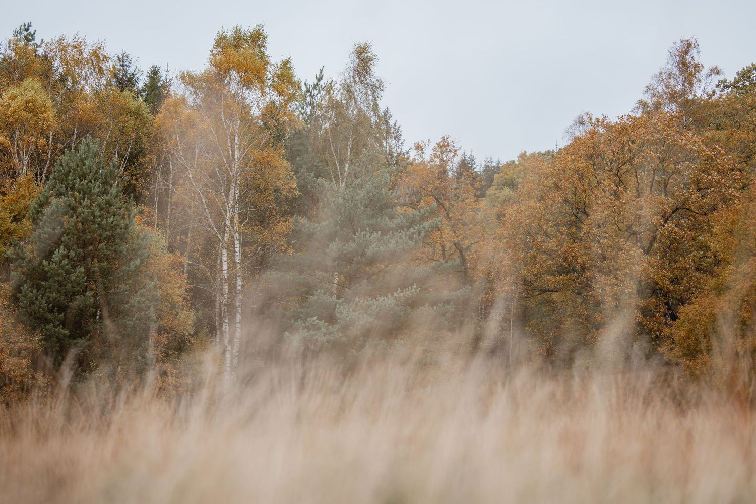 Misty autumn landscape with golden trees and fog in the background.