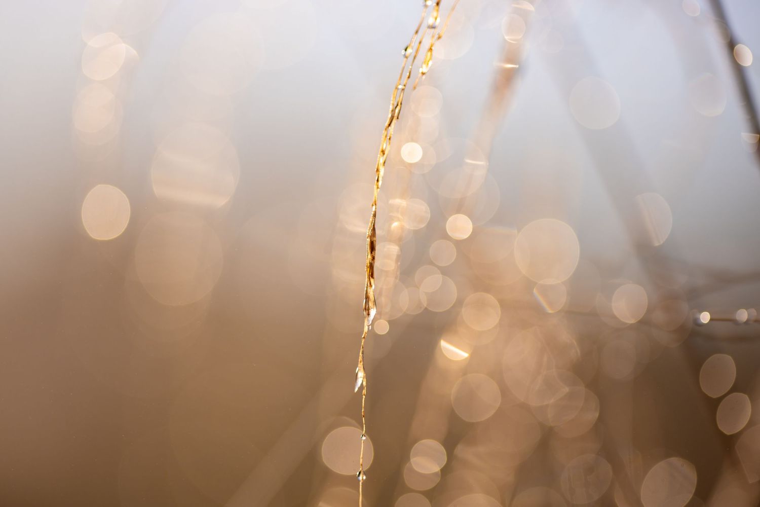 Dreamy bokeh lights creating a soft, ethereal atmosphere with golden glowing spots.