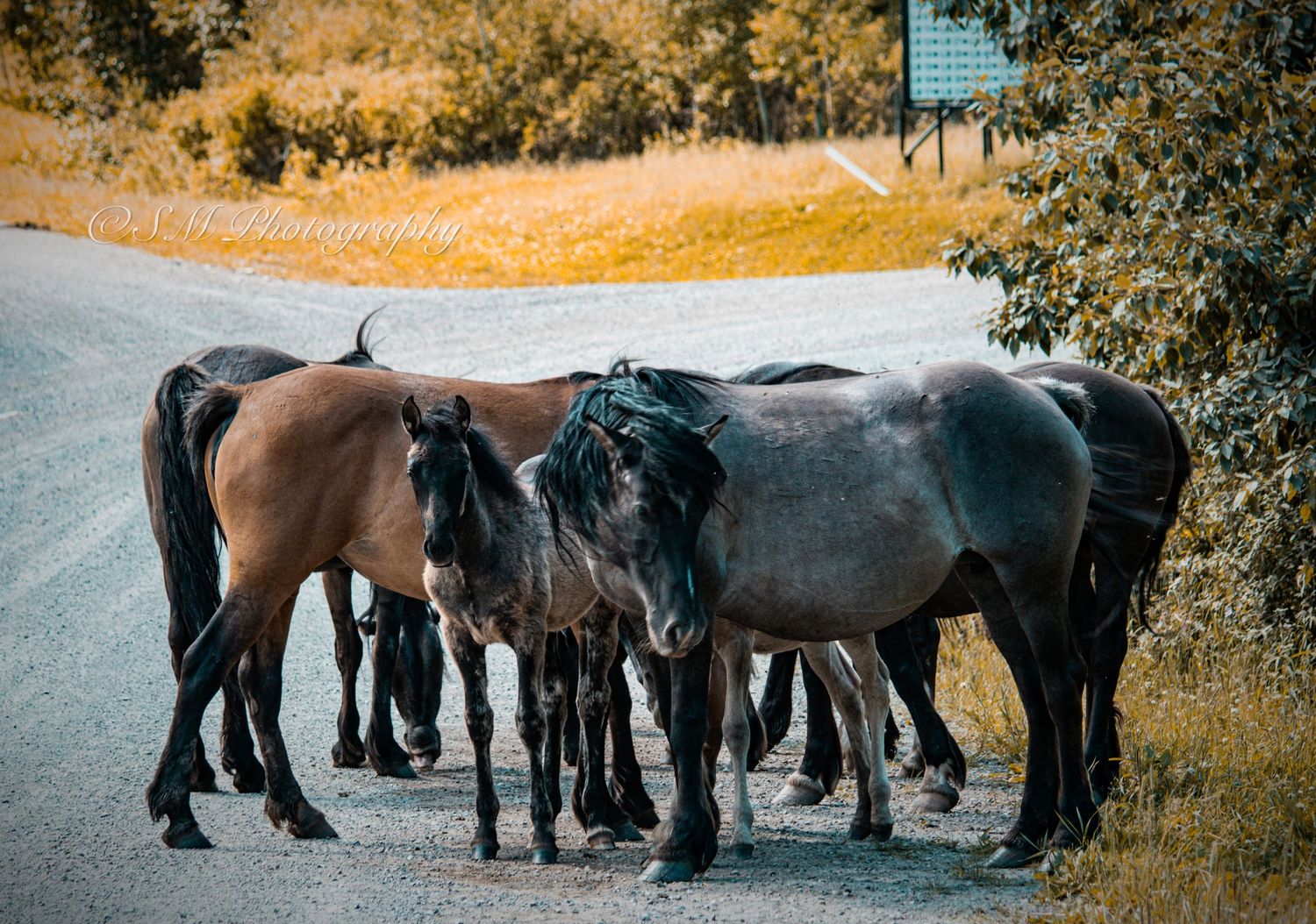 Wild horses of Sundre, AB