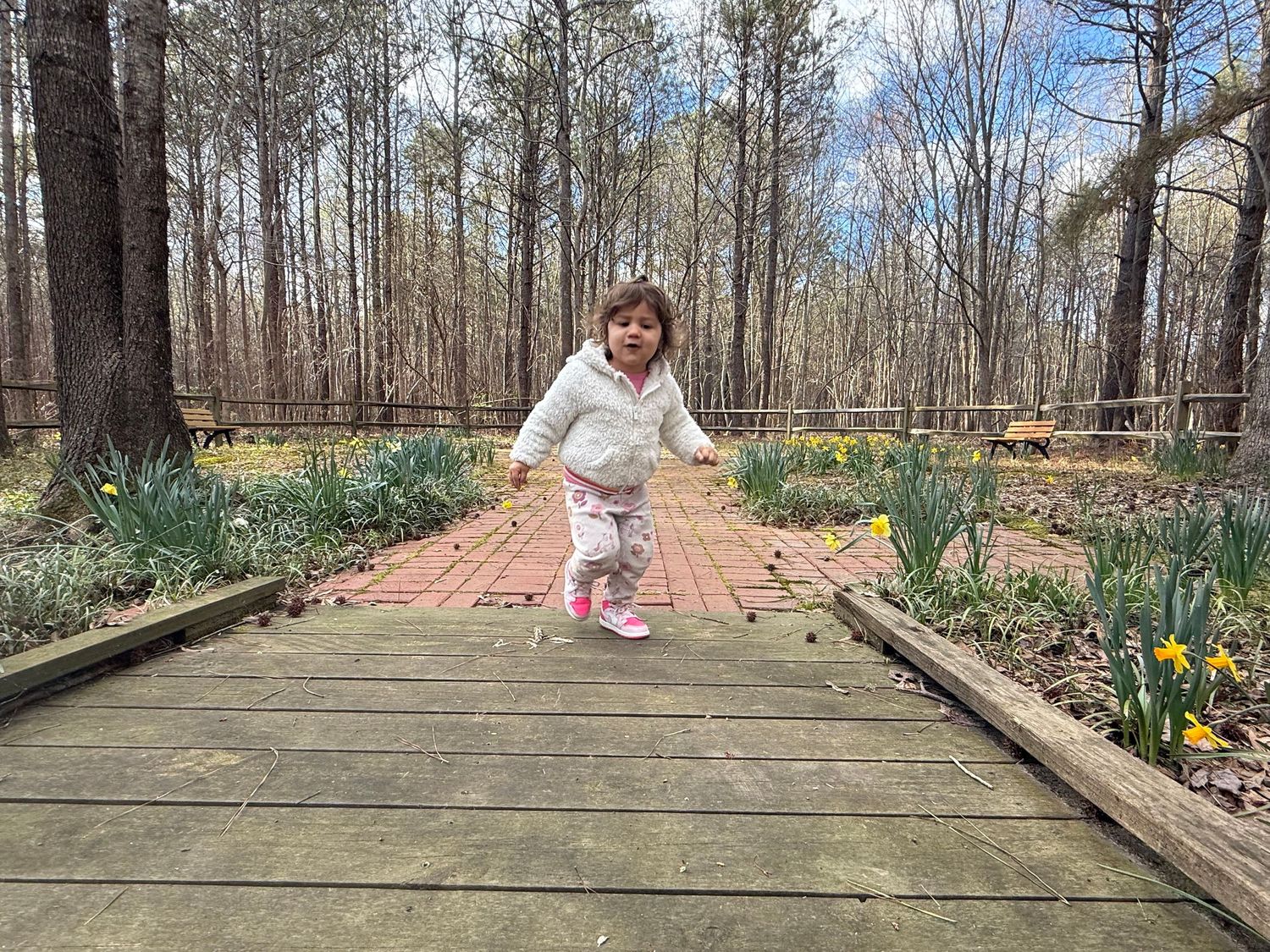 A toddler in a white jacket joyfully jumps on a brick garden path surrounded by blooming daffodils in a woodland garden.