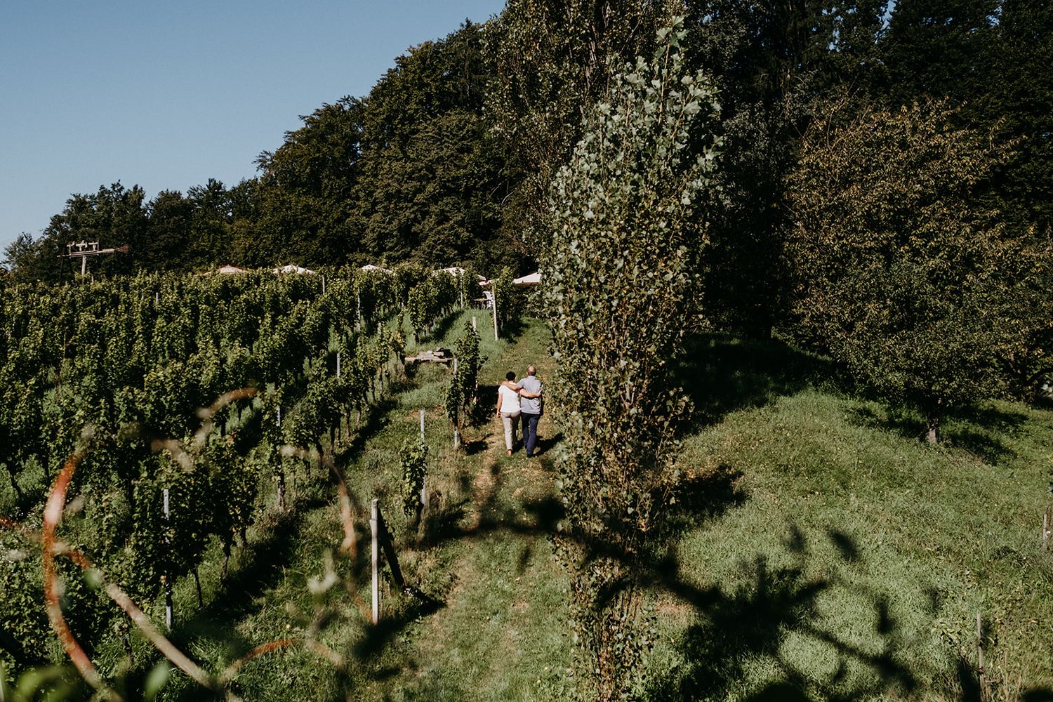 Couple embracing among lush green vineyard rows on a sunny summer day.