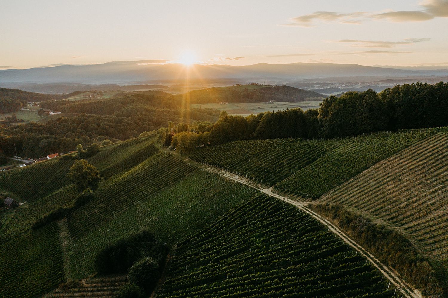 Aerial sunset view over lush green vineyard hills with golden light and mountain backdrop.