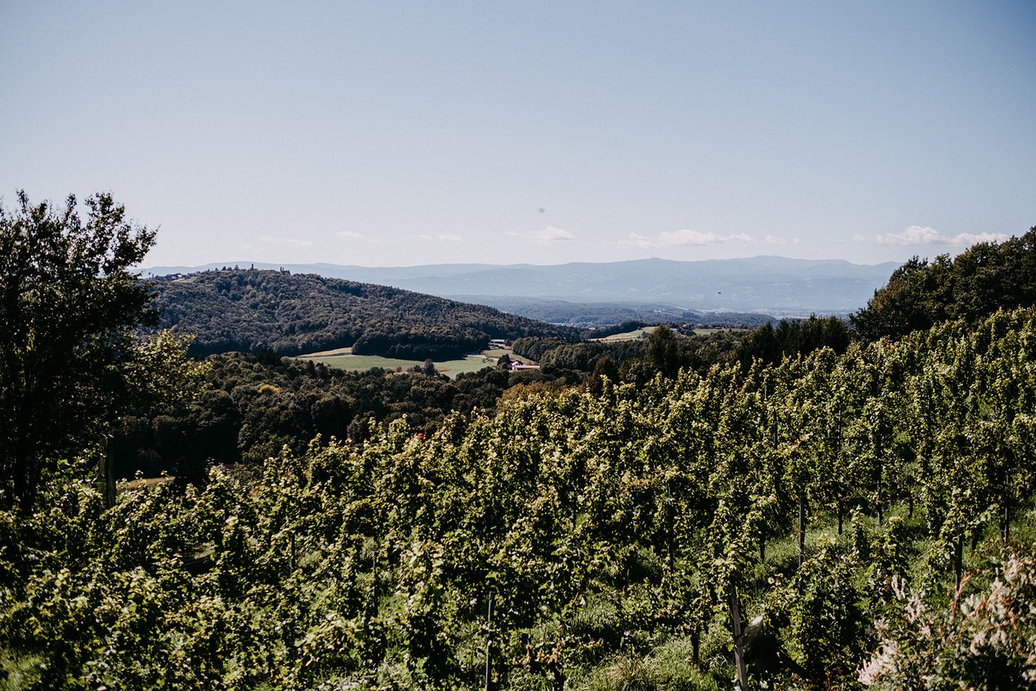 Scenic vineyard landscape with rolling hills and mountains in the background.