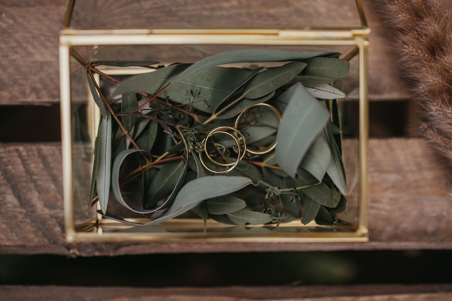 Gold wedding rings resting on eucalyptus leaves inside a glass brass terrarium box.