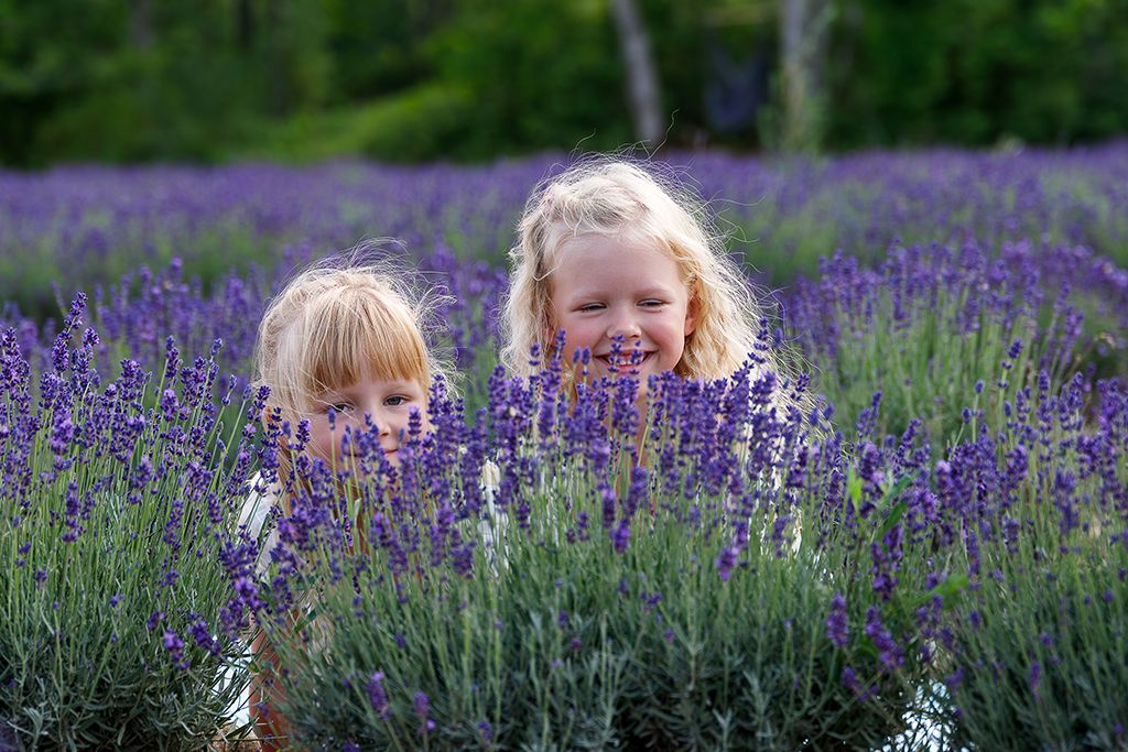 Sootsu Lavendel, fotosessioon lavendlipõllul