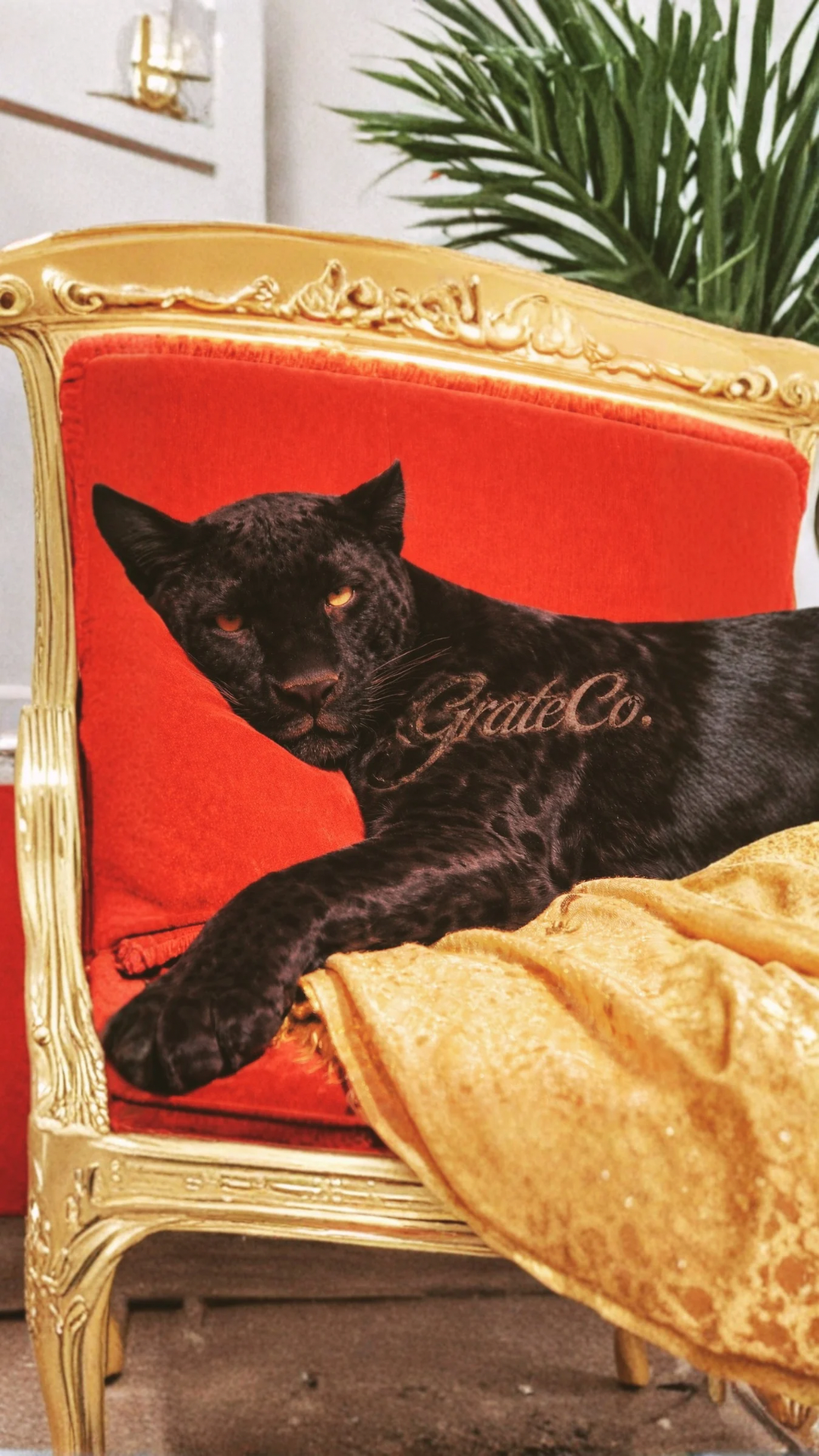A black panther lounges regally on a ornate gold-framed red velvet chair with GrateCo. branding and golden blanket.