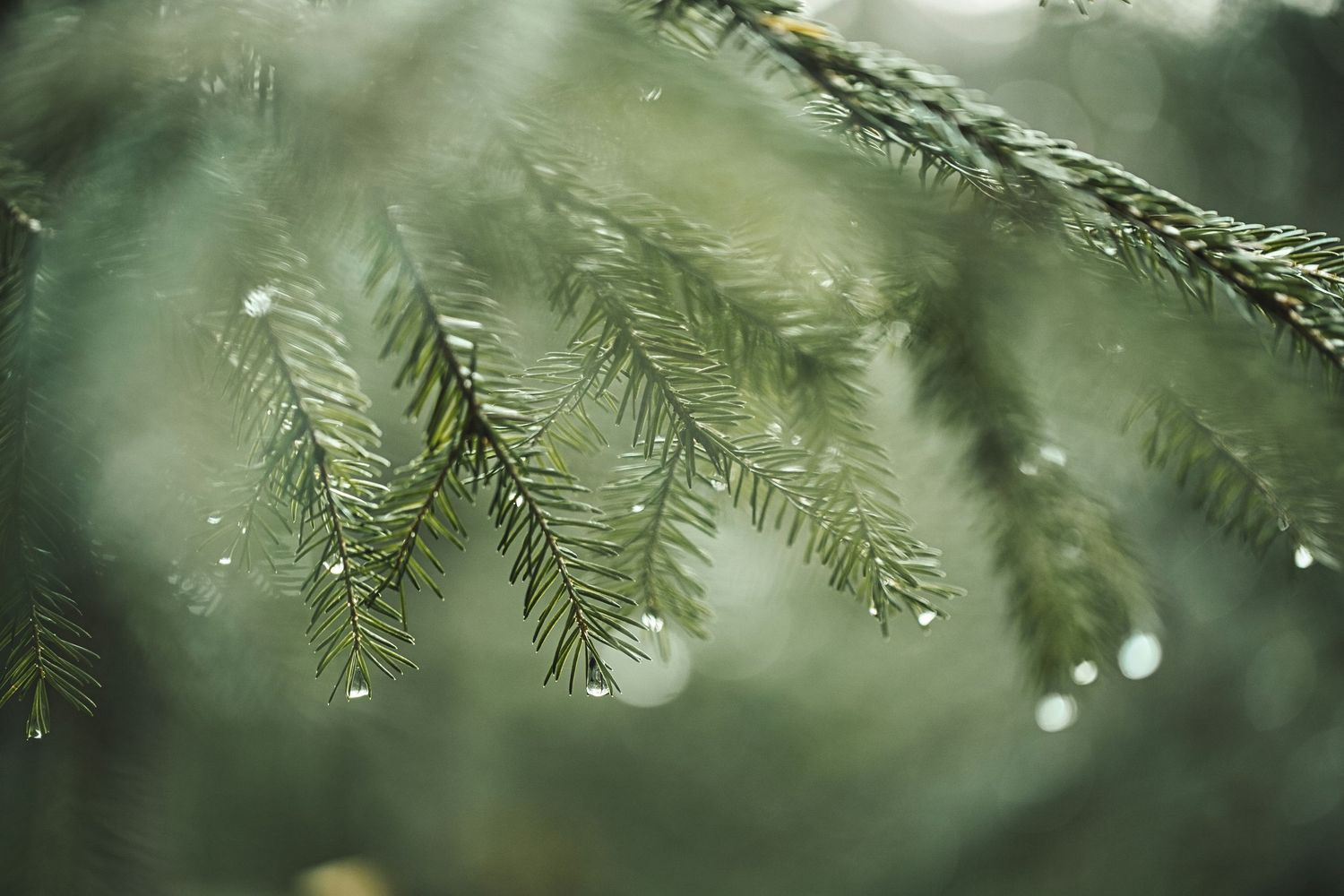 Close-up shot of green evergreen branches with water droplets in soft bokeh lighting creating a natural forest mood.