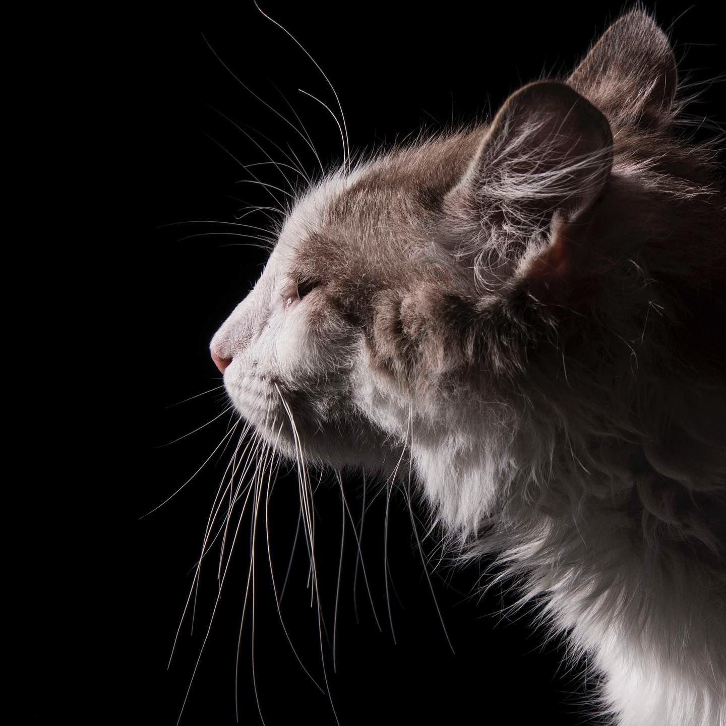 A fluffy gray and white cat photographed in dramatic side profile against a black background, showcasing long whiskers.