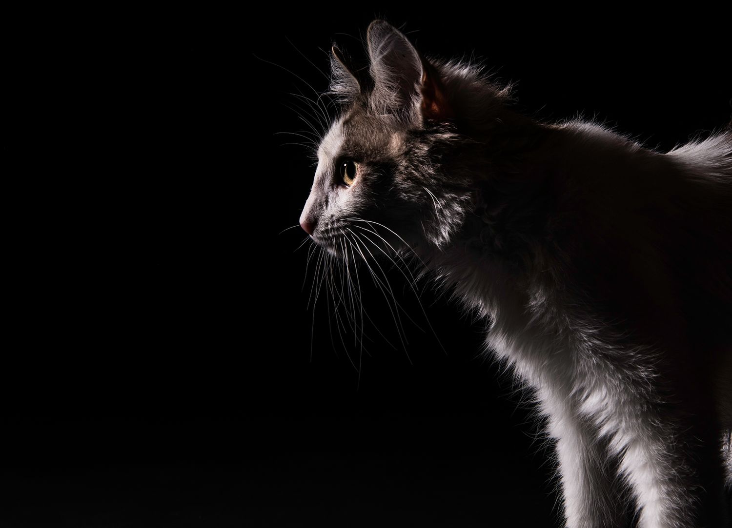 A sleek cat with white whiskers and fur is dramatically lit against a dark black background in a moody portrait.