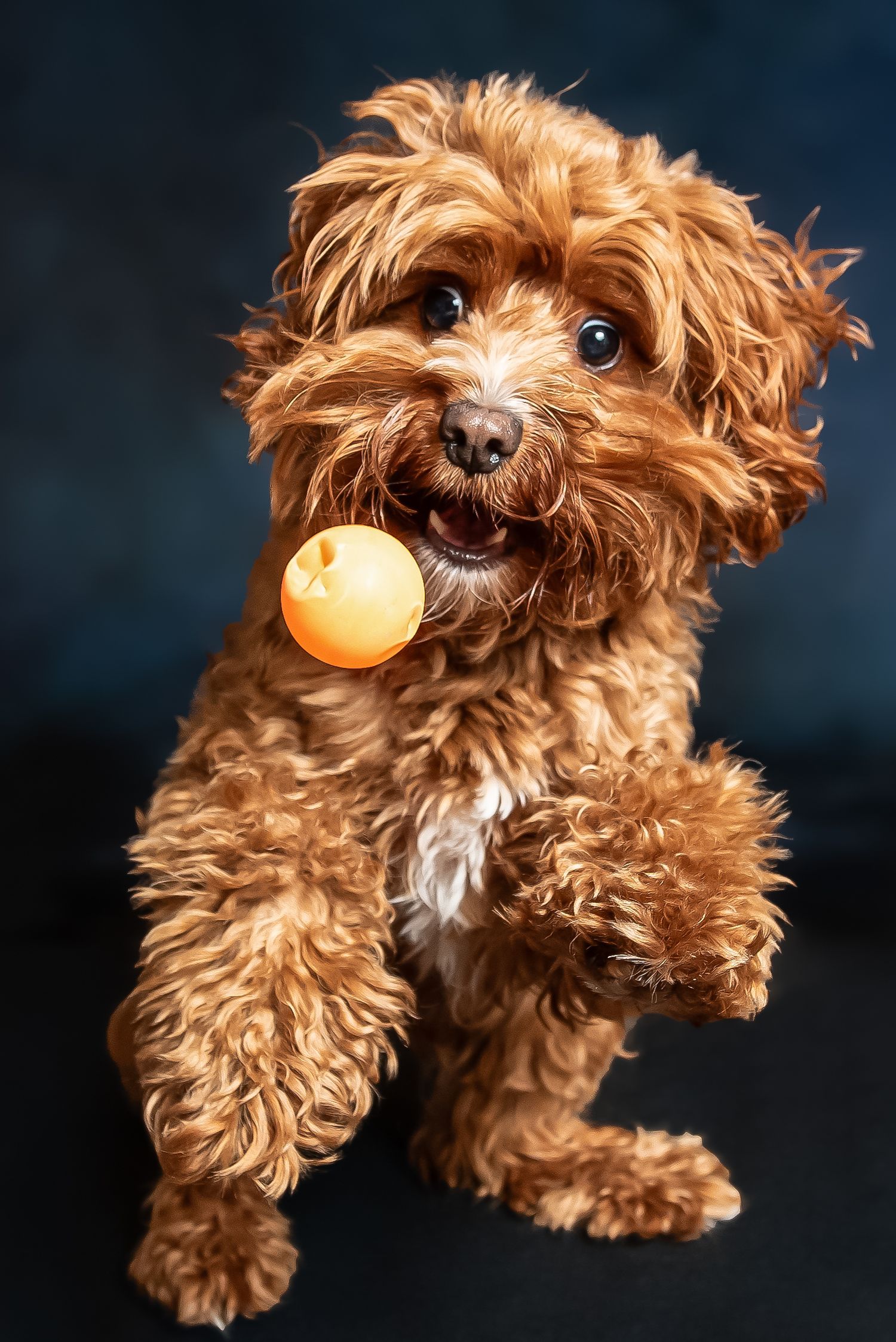 Fluffy golden Cavapoo puppy holding an orange ball in its mouth, sitting playfully against a dark blue background.
