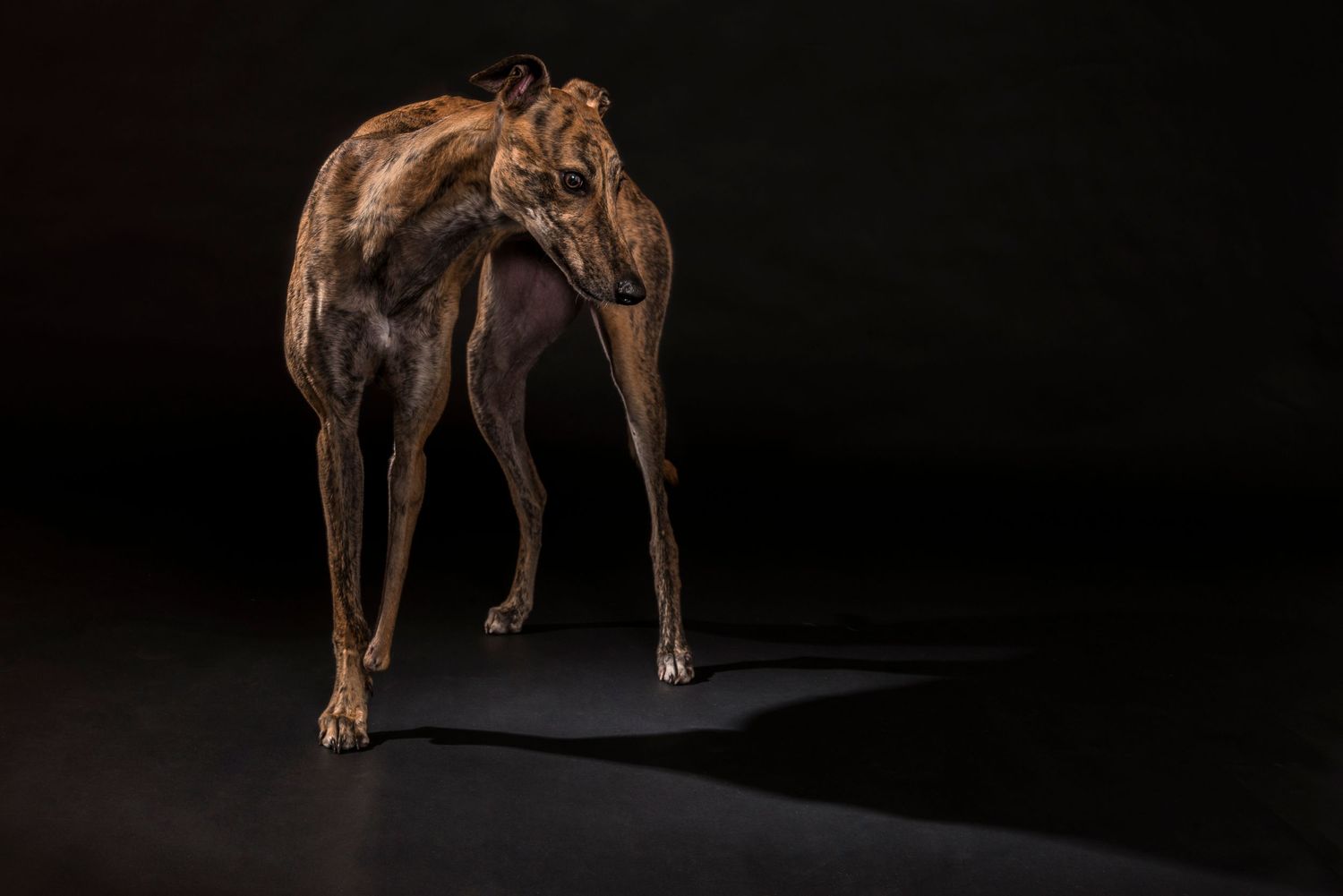 Athletic greyhound dog stretches against dark background showing muscular form.