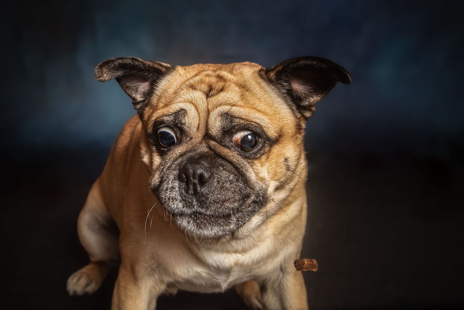 A close-up portrait of a wrinkly fawn pug dog with wide eyes against a dark blue studio background.
