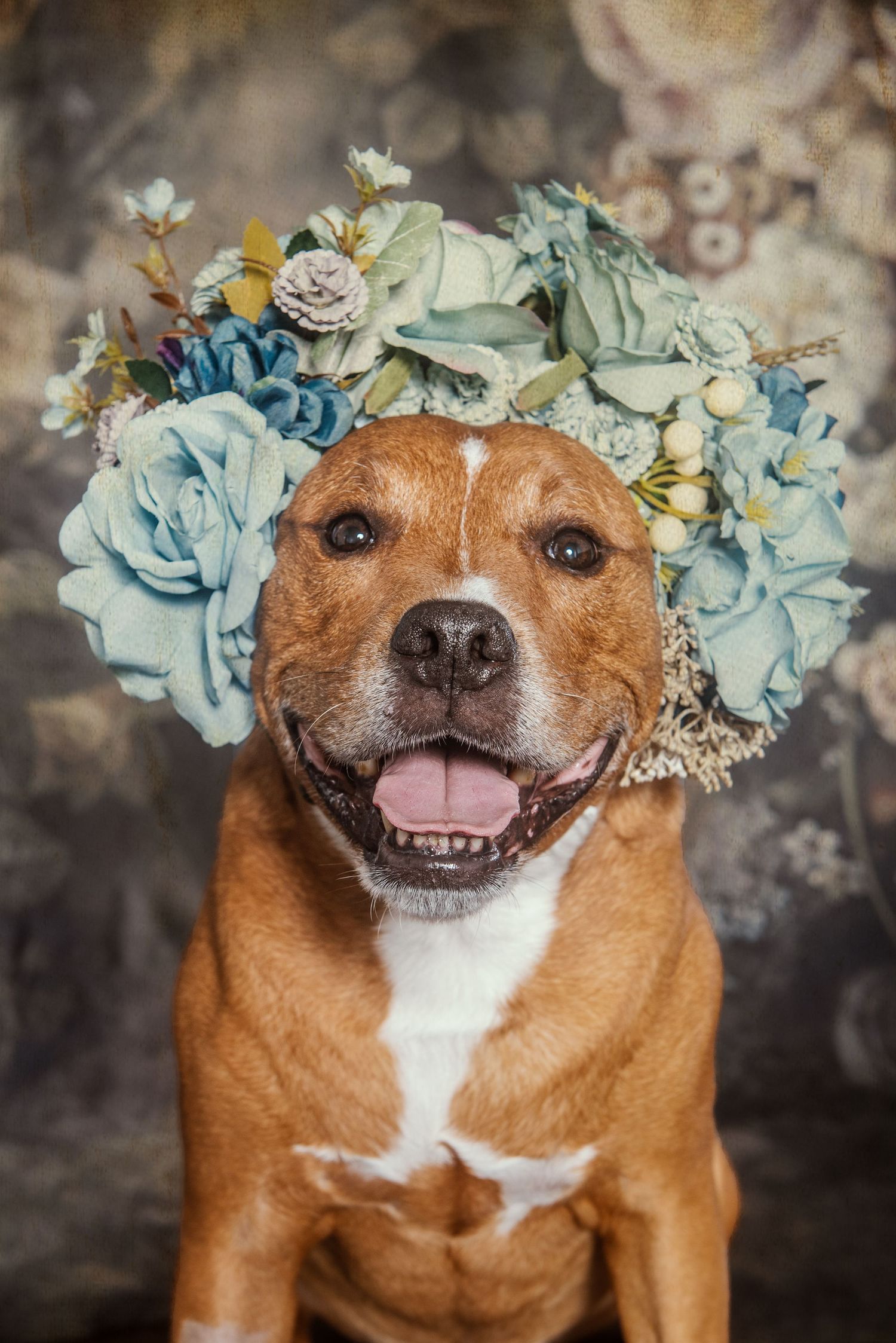 Happy brown and white dog wearing a blue floral crown, smiling with tongue out against a floral backdrop.