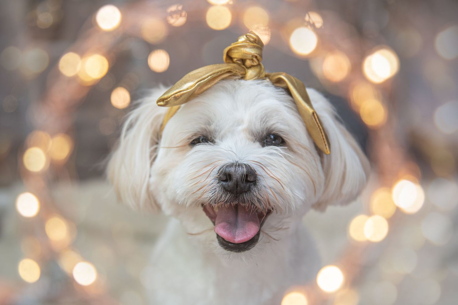 Small white dog wearing gold hat smiles at camera with holiday bokeh background.