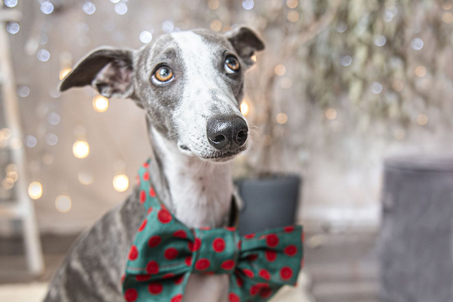Dog wearing festive green and red striped bow tie poses with holiday lights.