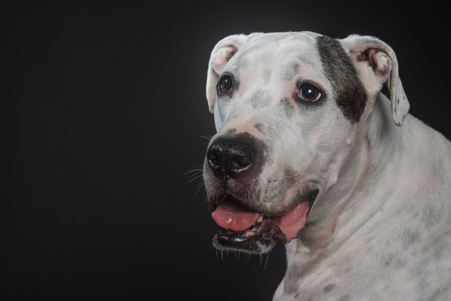 White American Bulldog with black spots poses against dark background with tongue out in professional studio portrait.