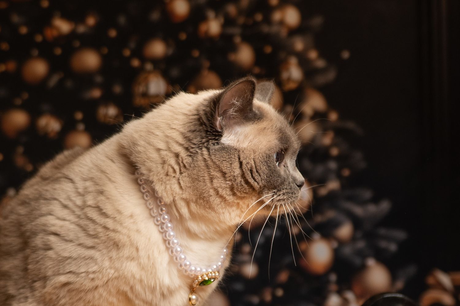 A elegant cream-colored cat wearing a pearl necklace poses in profile against a bokeh Christmas ornament background.