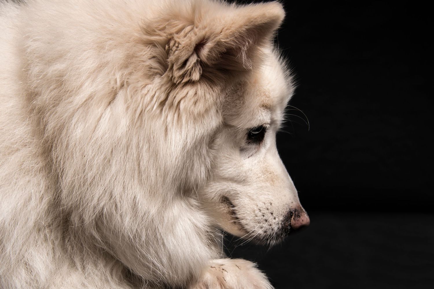 Fluffy white Samoyed puppy in side profile against dark background, showcasing soft fur and cute features.