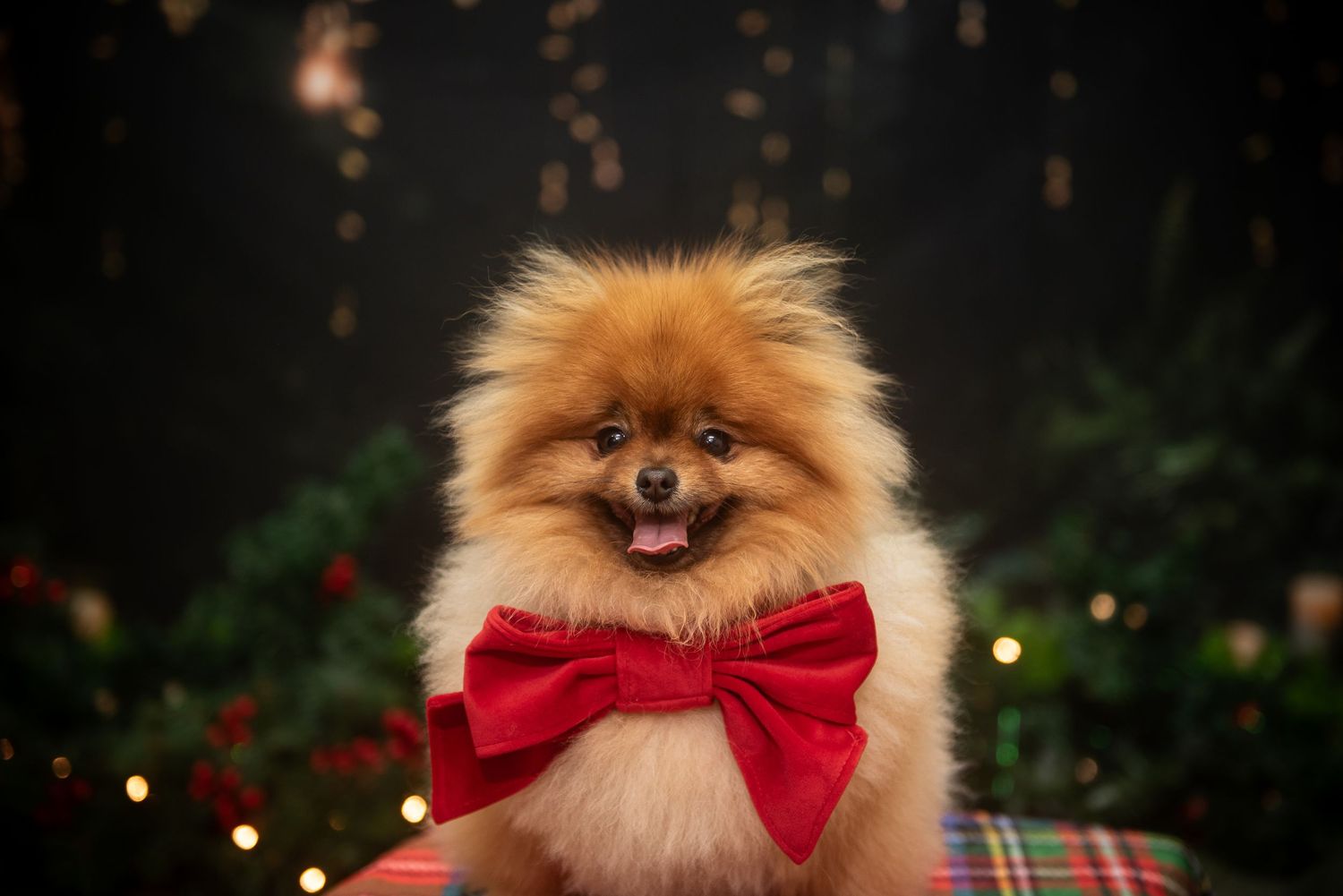 Fluffy Pomeranian dog wearing large red bow tie sits in front of Christmas lights.