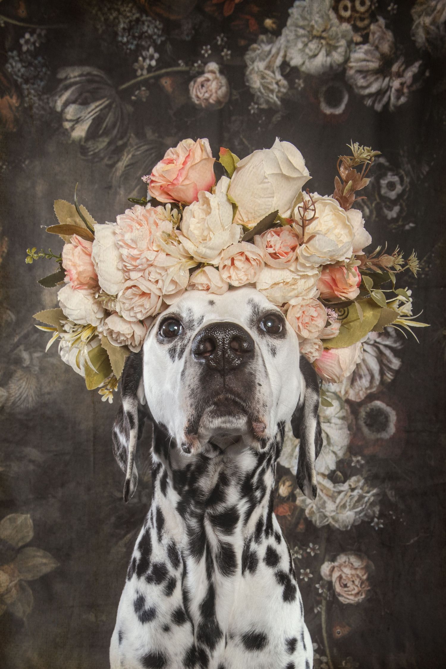 Elegant Dalmatian dog wearing a floral crown of pink and cream roses, posed against a dark floral backdrop.