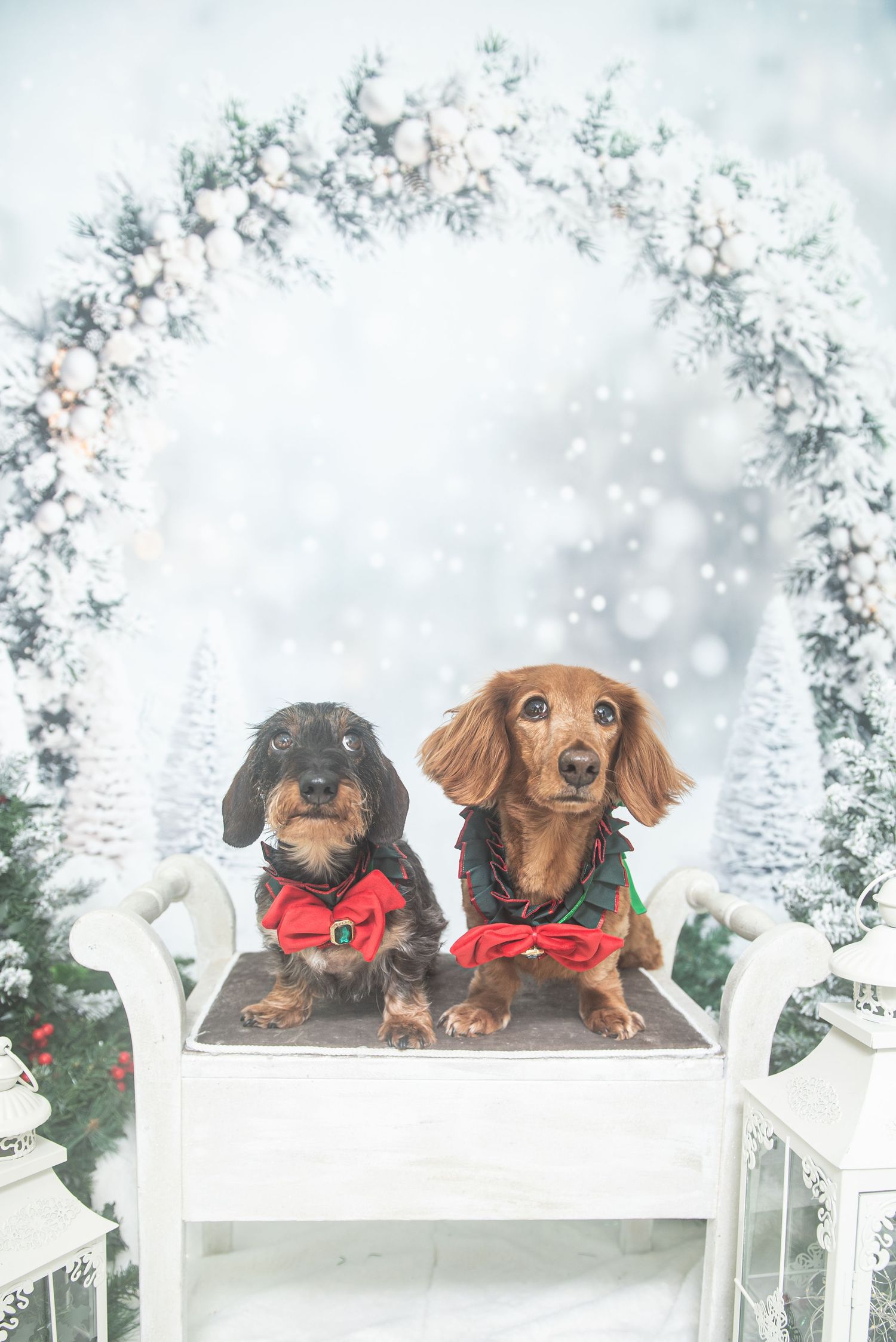 Two dachshunds in Christmas elf costumes sitting on a white bench with a snowy wreath backdrop.