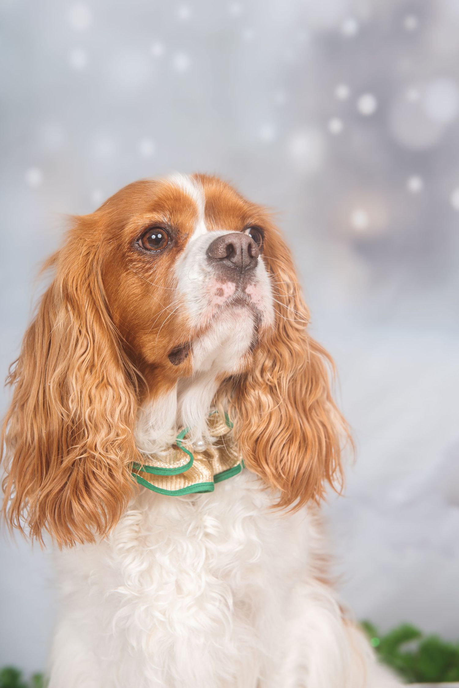 Cavalier King Charles Spaniel with golden bells collar poses against snowy bokeh background.