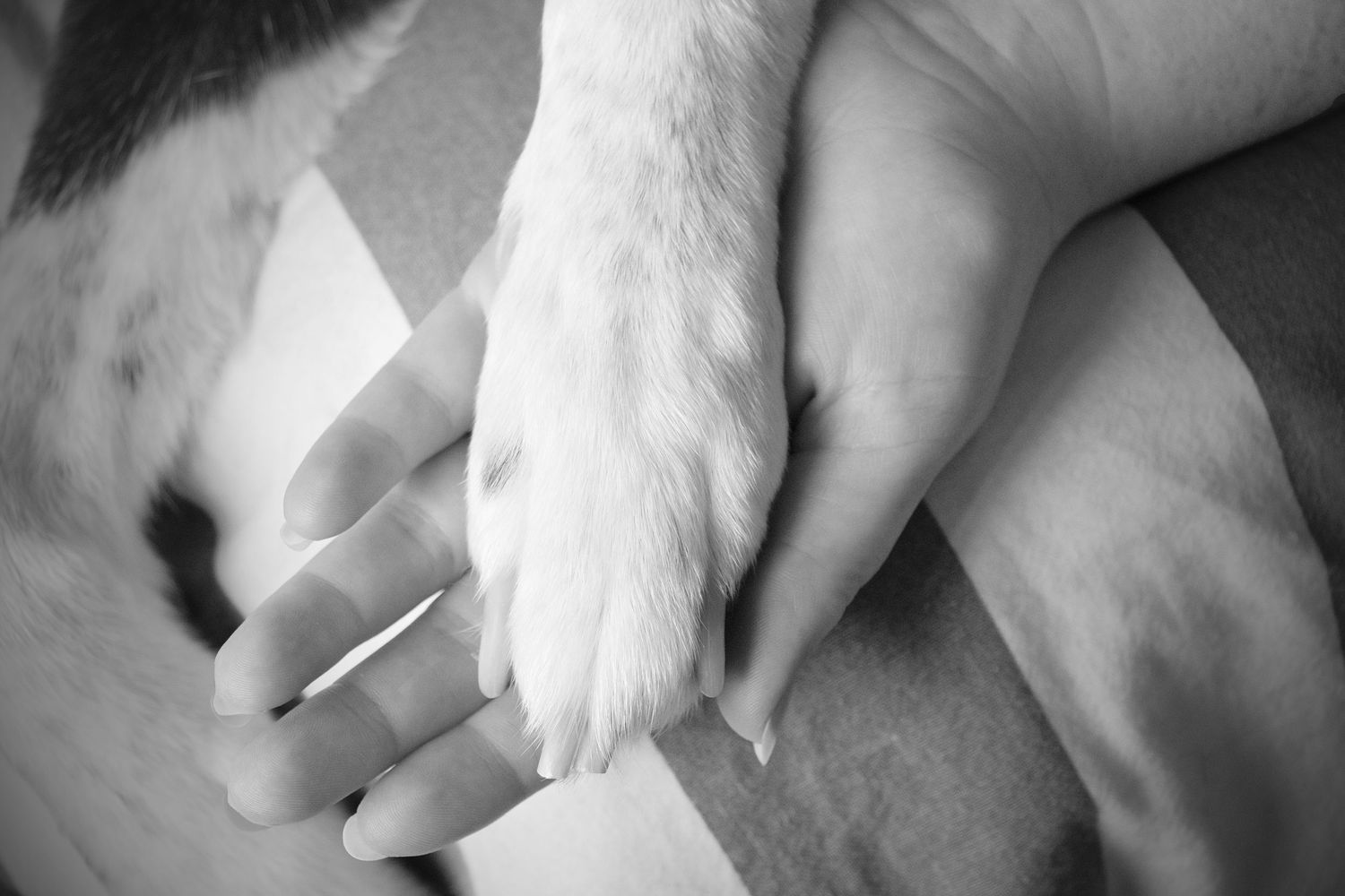 End of Life Pet Photographer Melbourne
