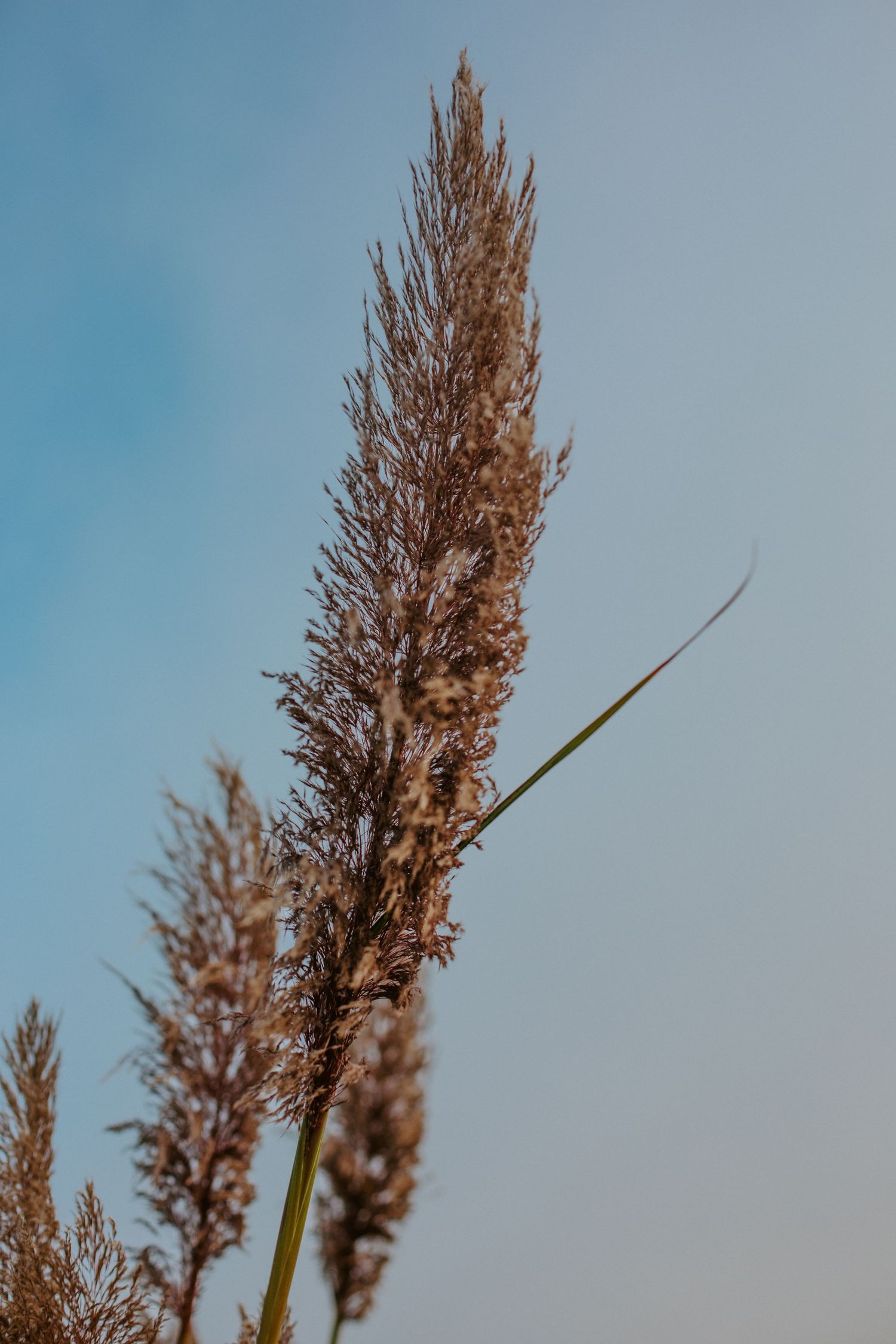 Tall brown reed grass plume against soft blue sky in close-up macro photography.
