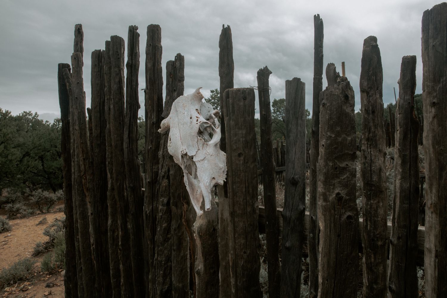 A person in a flowing white dress stands ethereally among tall dark cypress trees in a moody landscape setting.