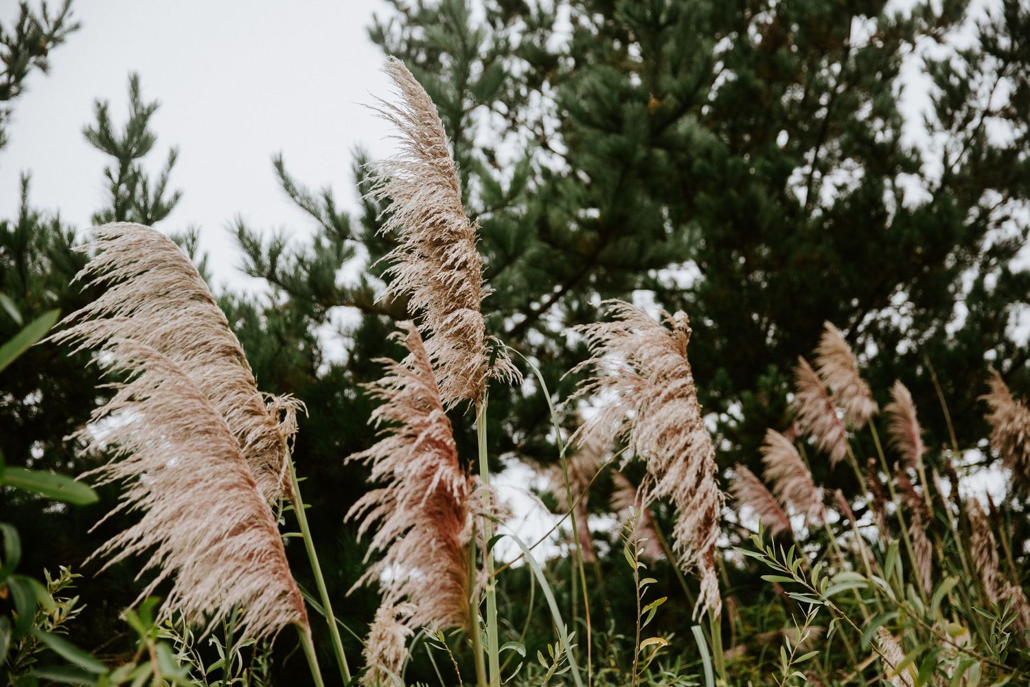 Tall pampas grass plumes sway against an evergreen forest backdrop in a natural outdoor setting.