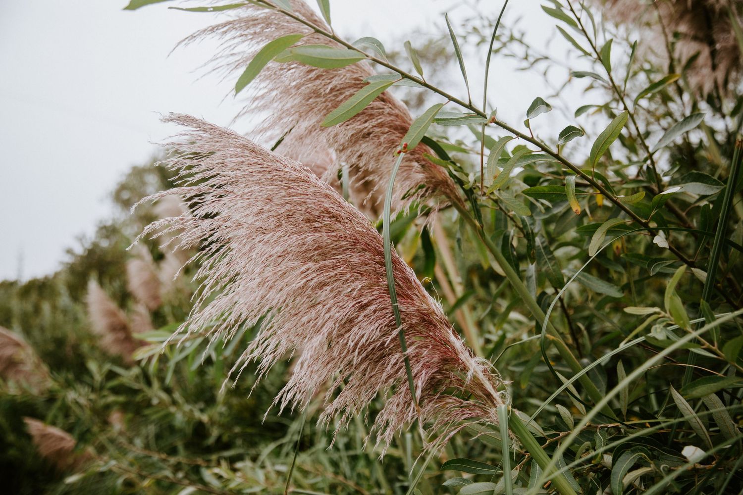 Close-up view of fluffy pampas grass plumes swaying in the breeze among green foliage.