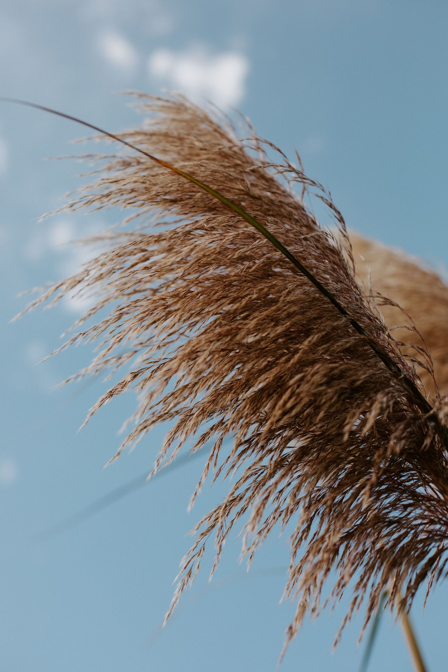 Tall pampas grass plumes sway against a bright blue sky in a minimalist nature composition.