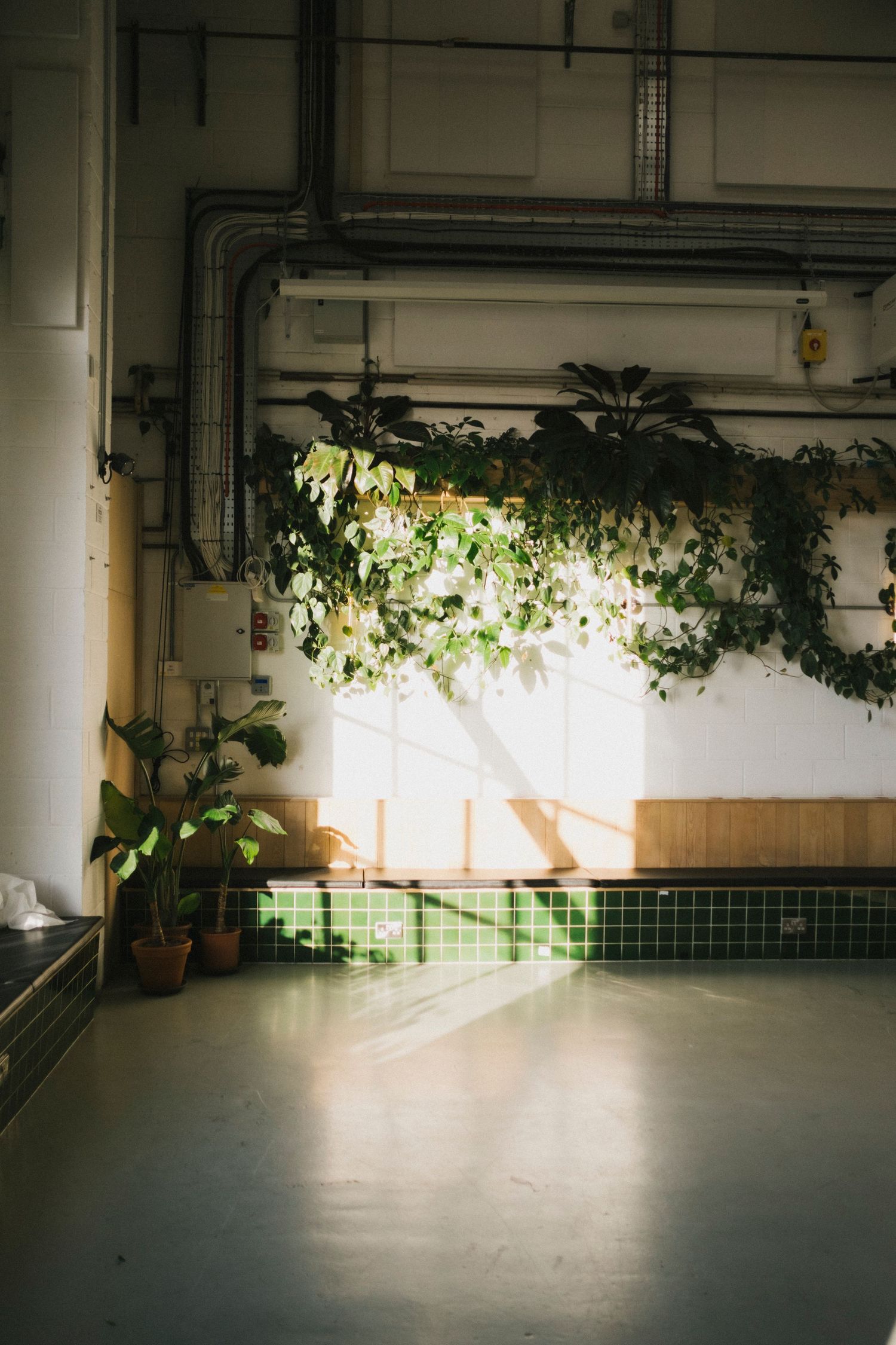 Sunlit industrial cafe interior with hanging green plants, tiled bench seating, and exposed pipes on white walls.