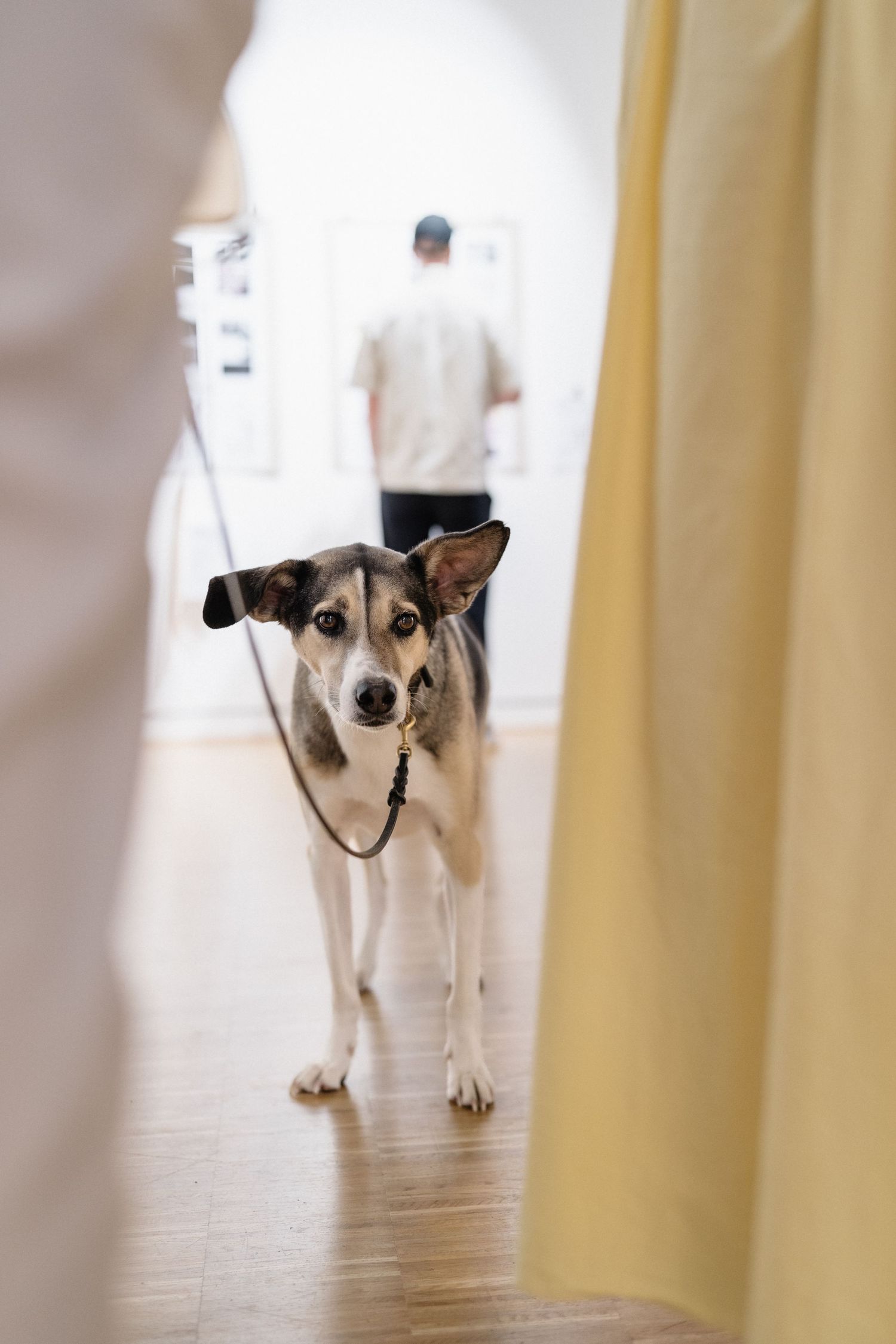 A leashed dog stands on hardwood floor in a gallery space, looking at camera, with a man viewing artwork in background.