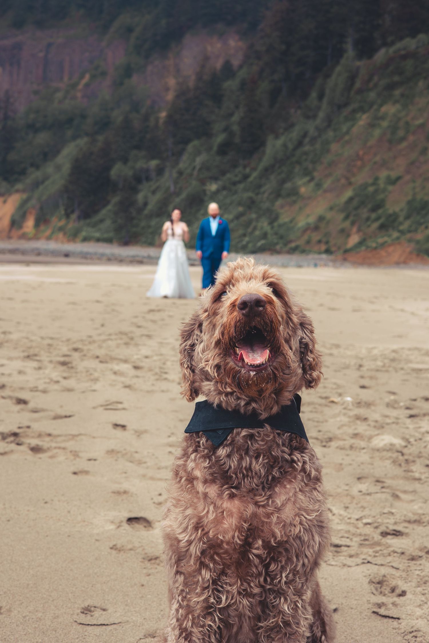 Fluffy brown labradoodle wearing a bow tie sits on a sandy beach with a blurred wedding couple behind.