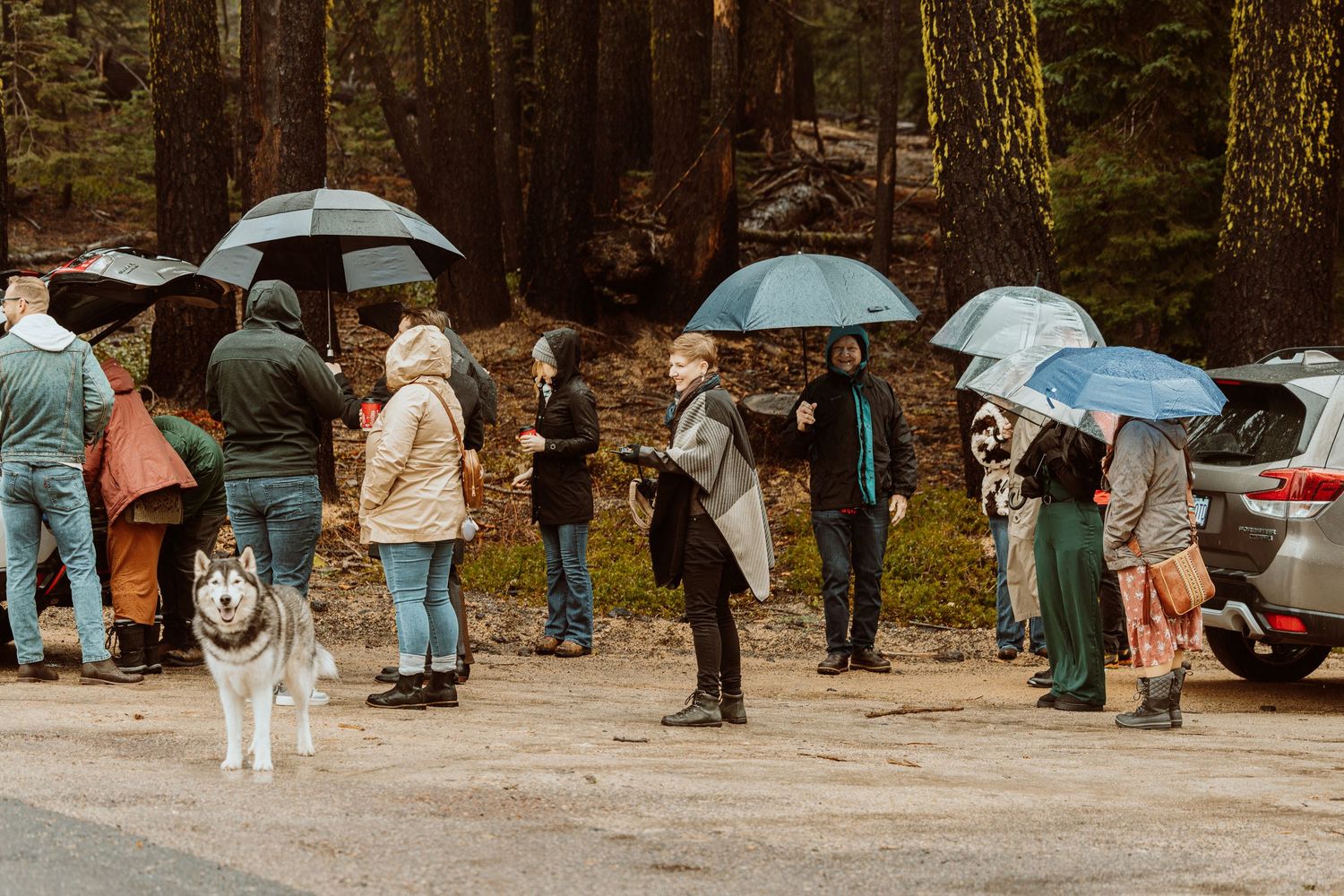 Group of people with umbrellas and a husky dog gathered outdoors in the rain.