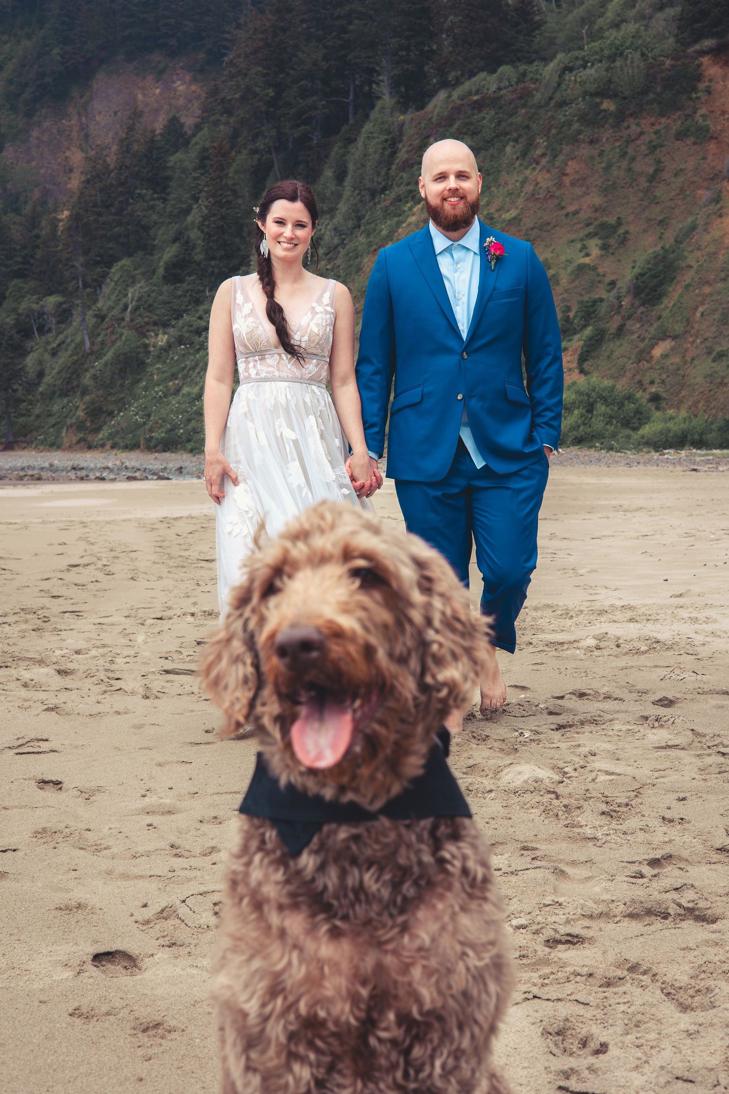 Brown curly labradoodle in bow tie stands before bride in lace gown and groom in blue suit on beach.