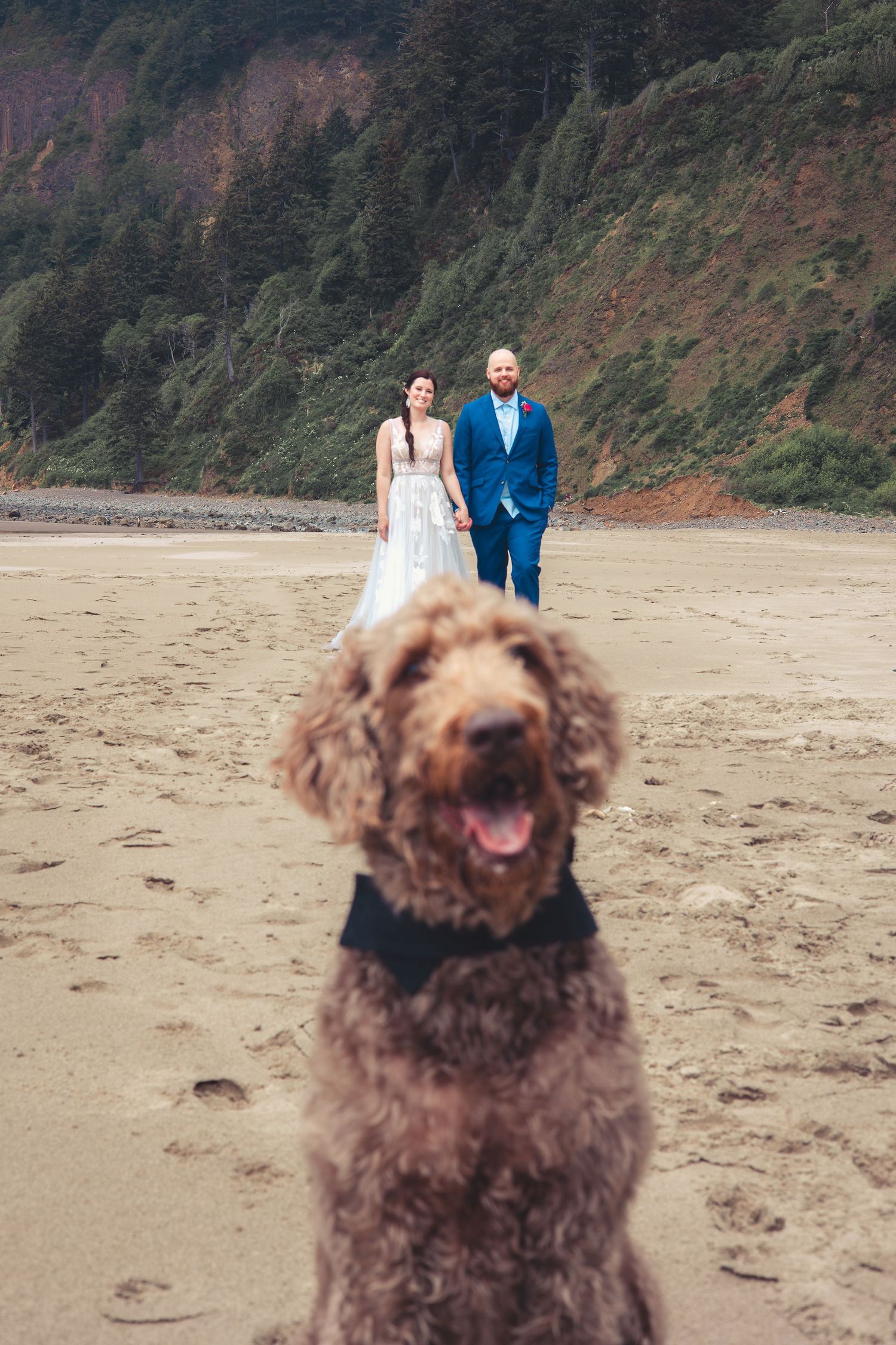 Happy labradoodle in a bow tie poses on beach with smiling bride and groom walking hand in hand.