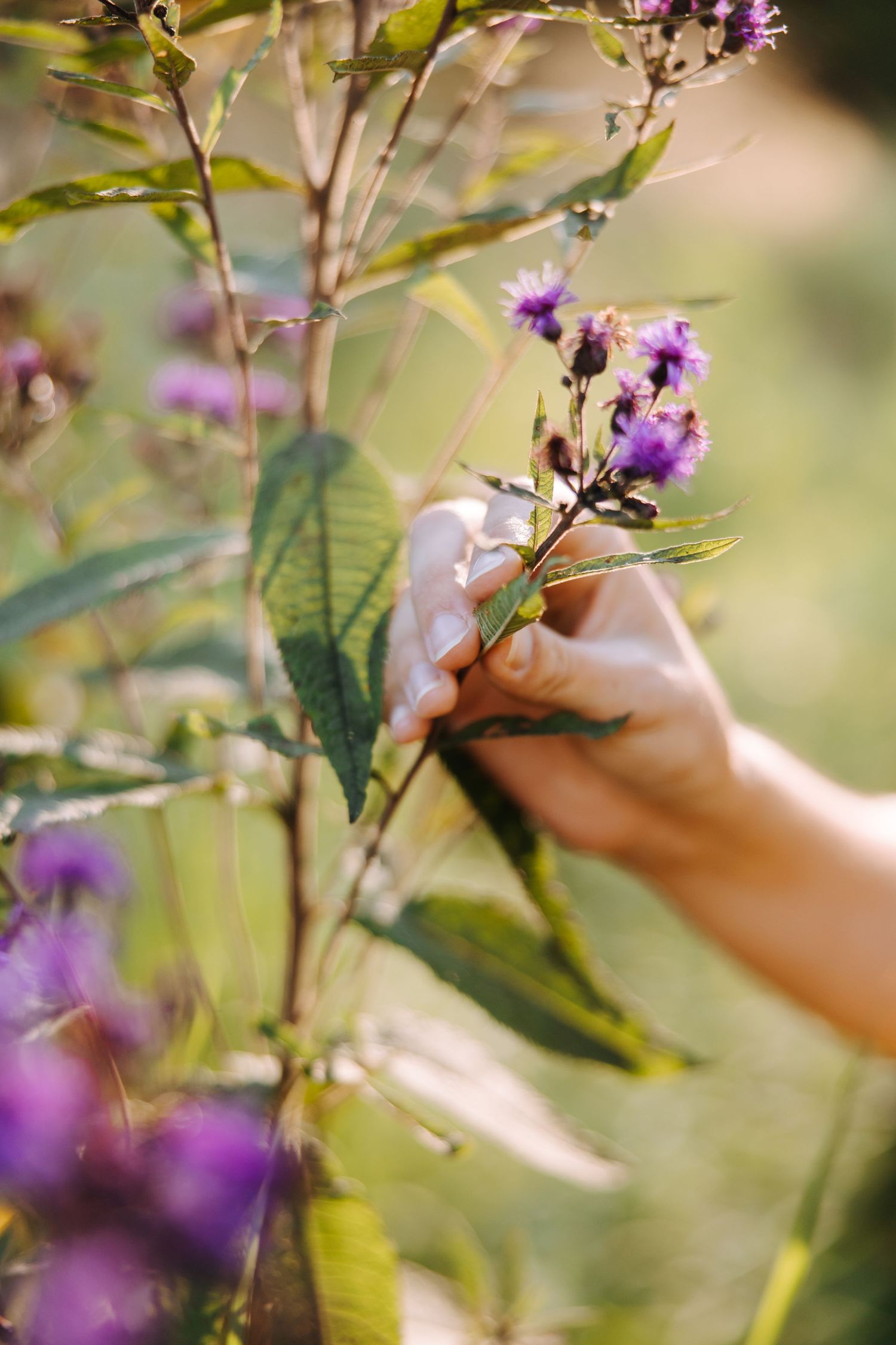 A hand gently touches delicate purple wildflowers growing among green leaves in soft natural lighting.