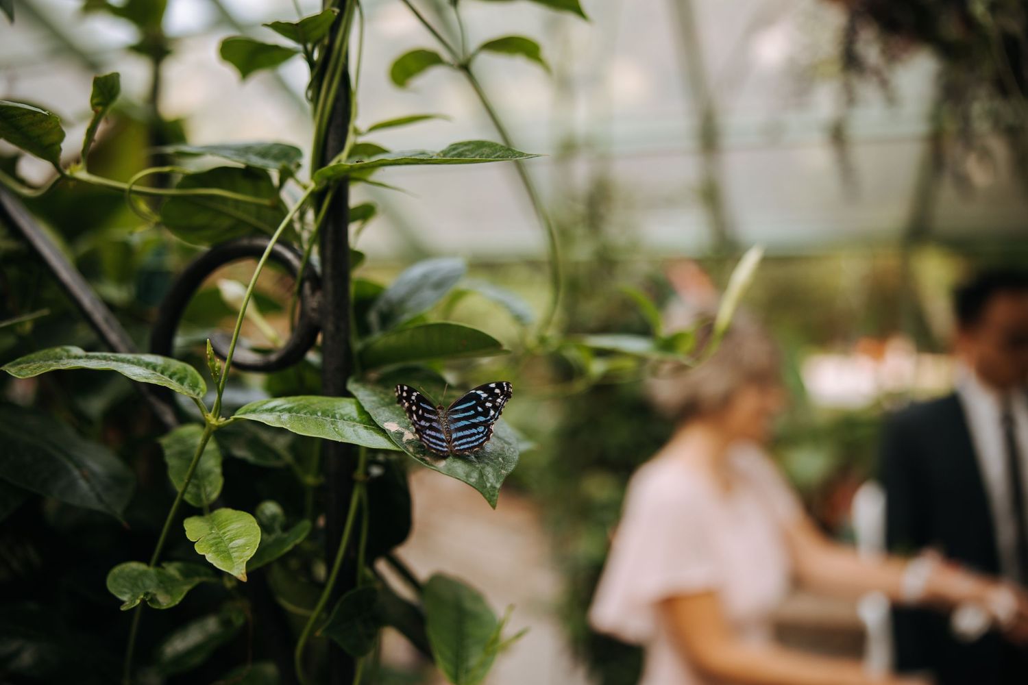 Close-up of green foliage and a butterfly in a garden setting.