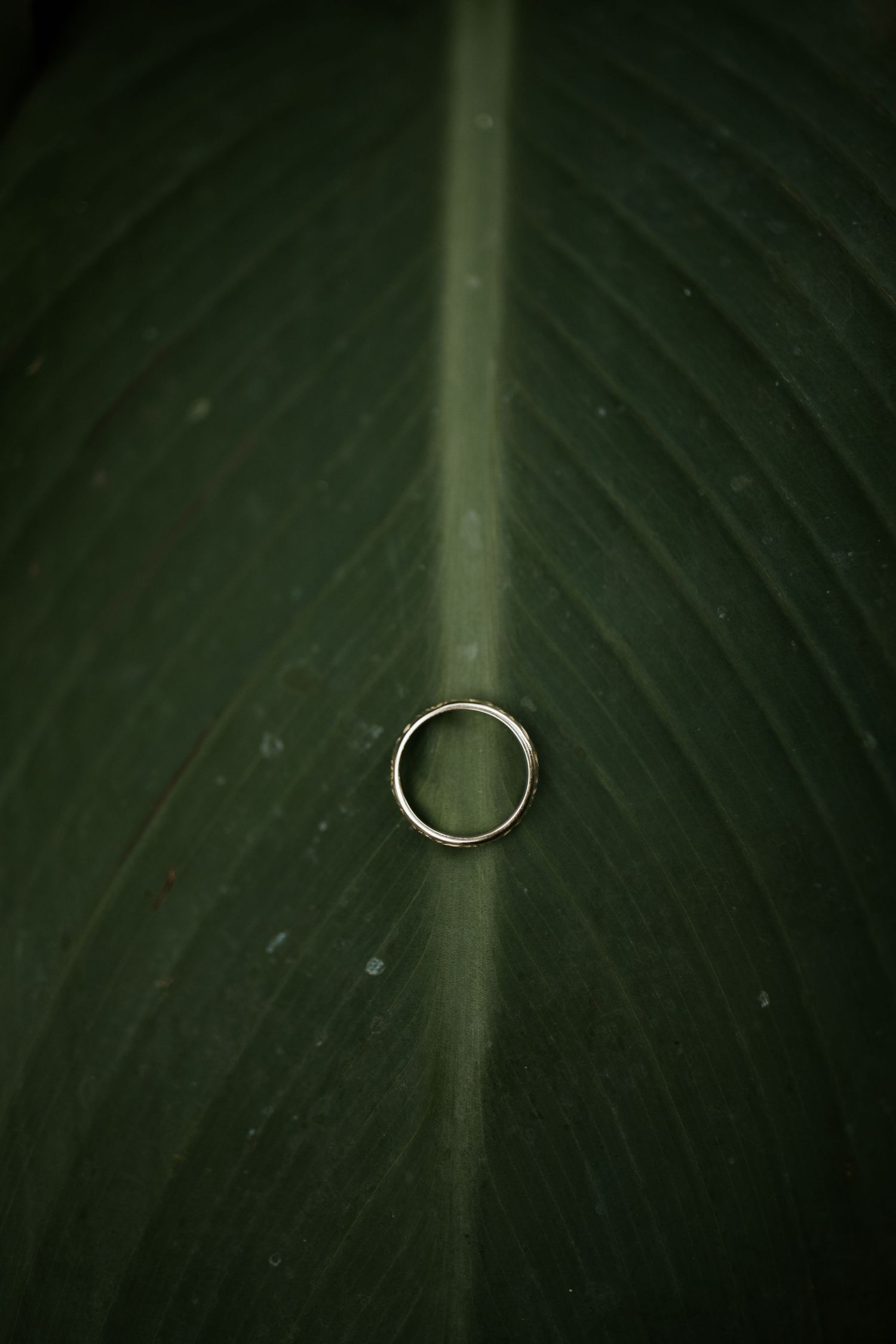Close-up of curved silver wedding ring on dark green leaf texture.