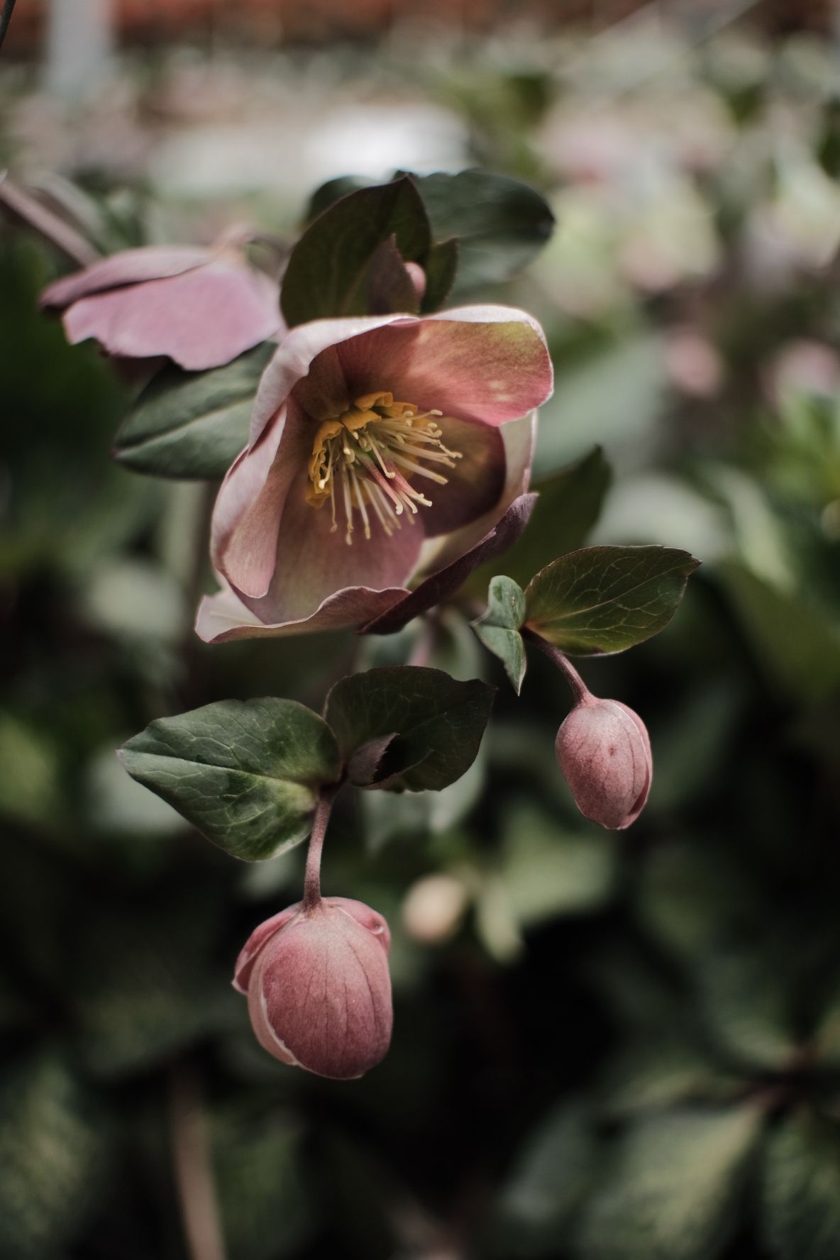 Pink hellebore flowers blooming with delicate petals against dark green foliage.