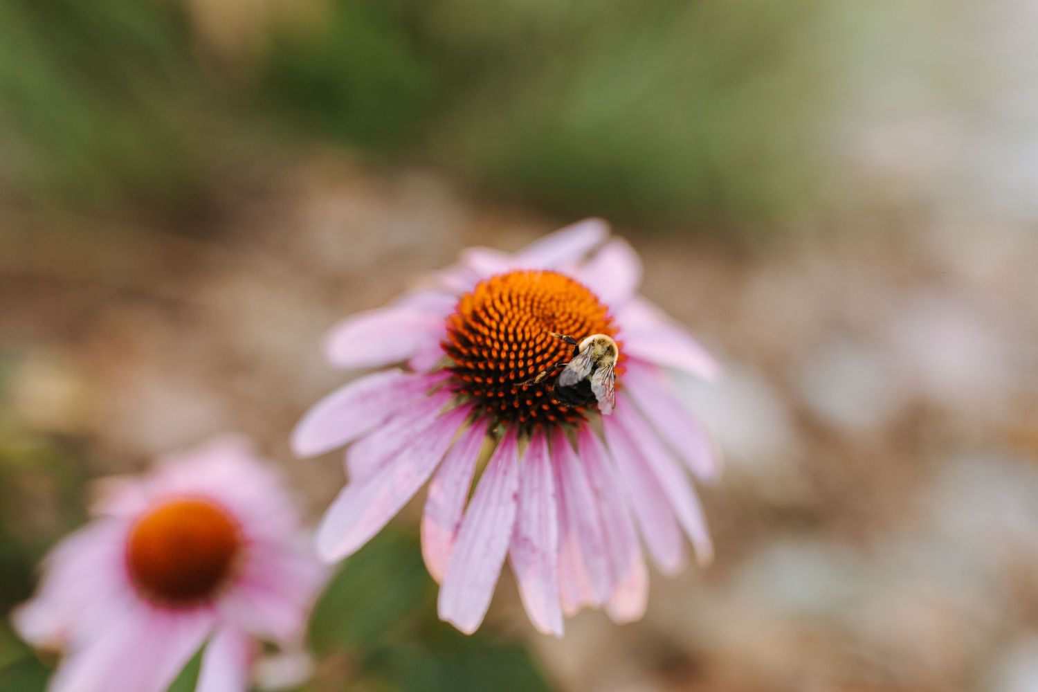 A honey bee collects nectar from a pink coneflower with soft petals in a garden setting.
